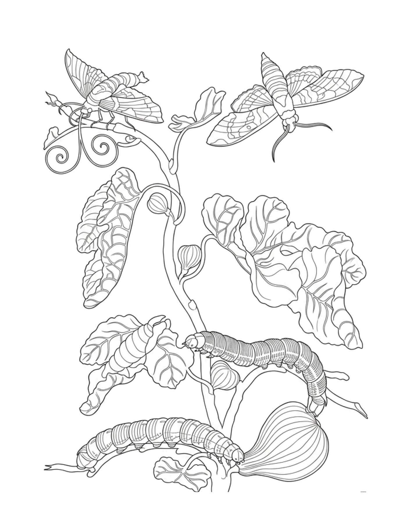 Color-Your-Own Botanical Cards