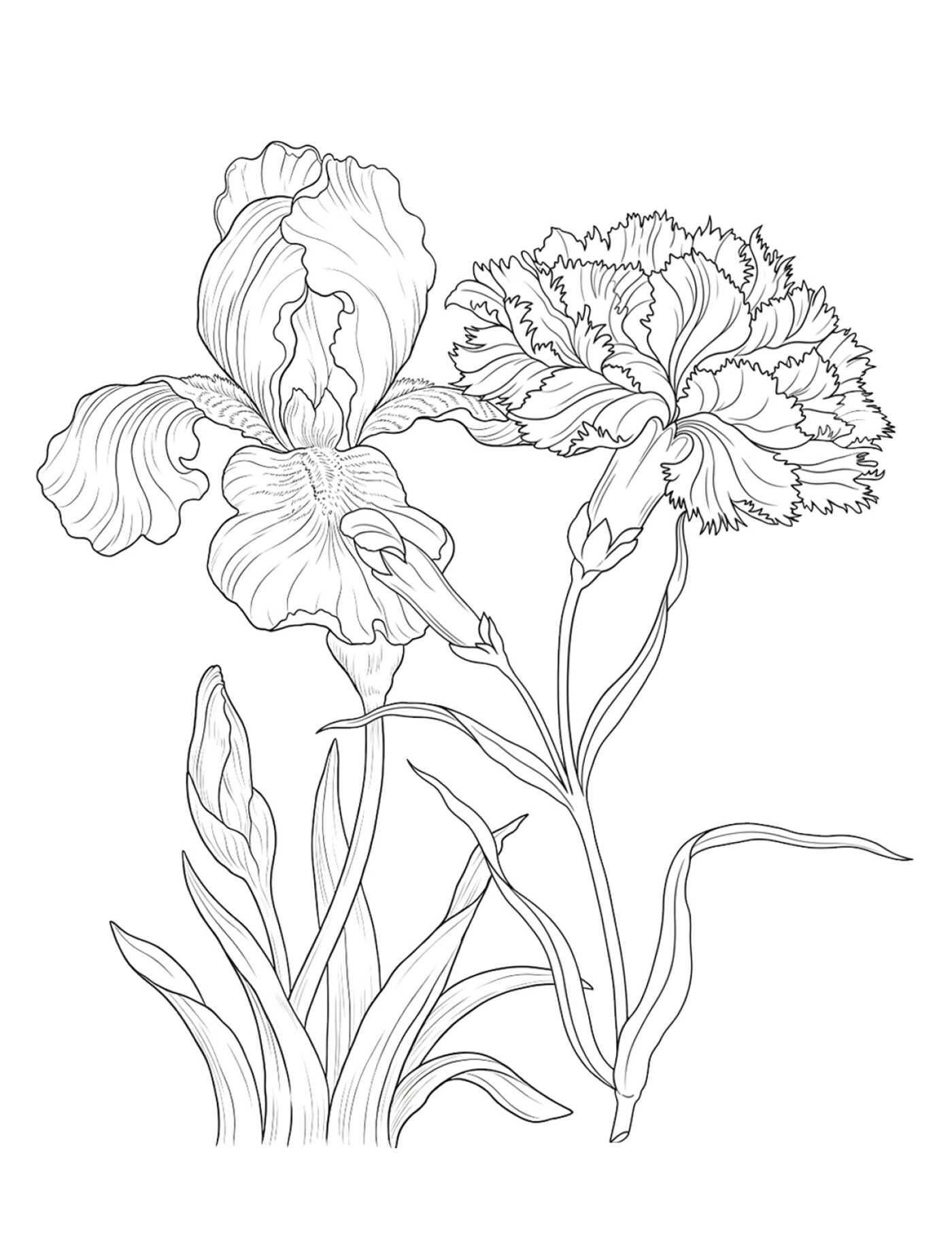 Color-Your-Own Botanical Cards