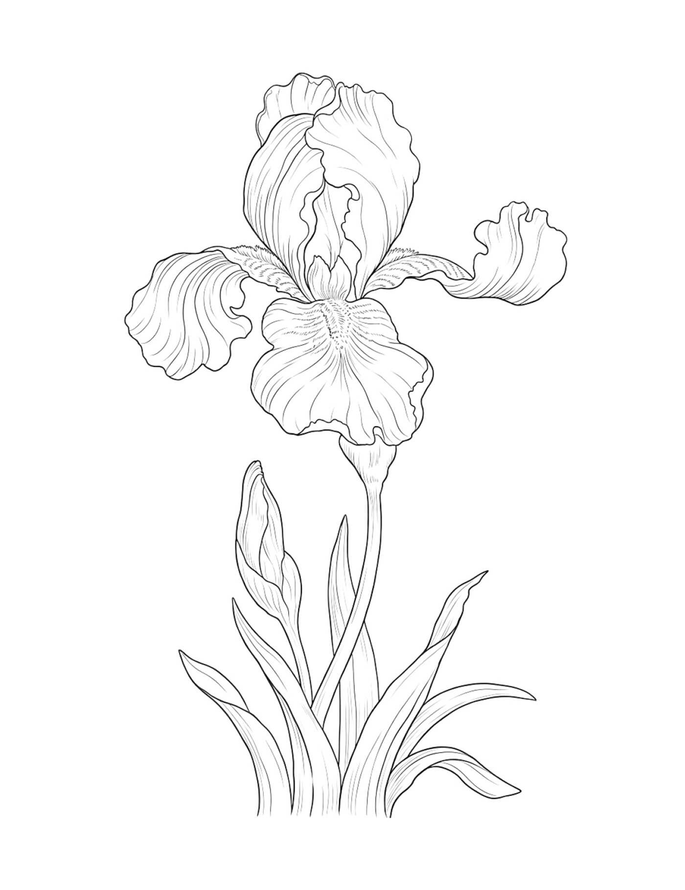 Color-Your-Own Botanical Cards