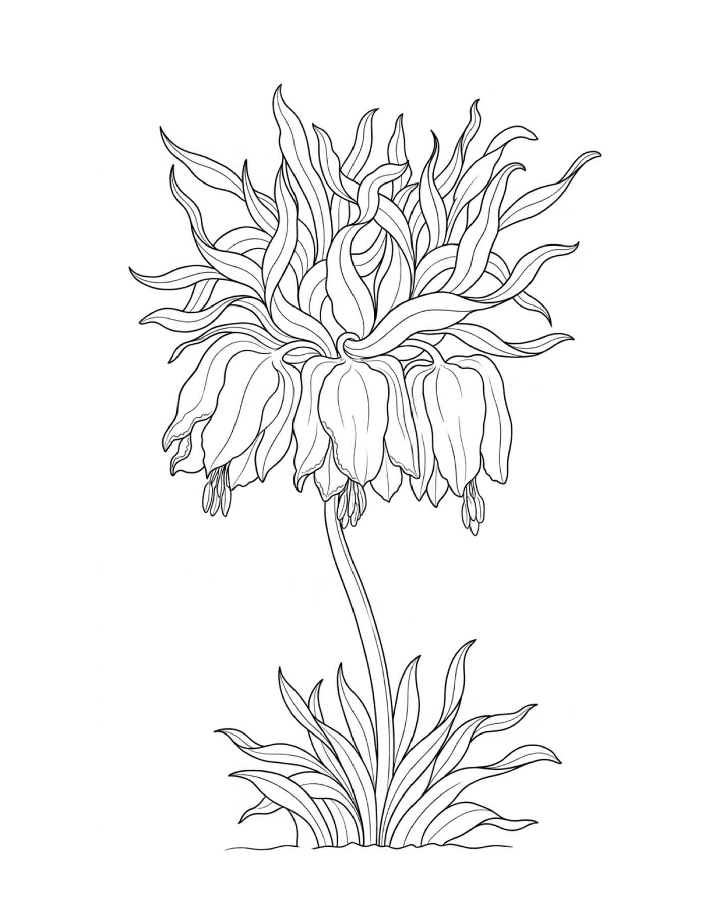 Color-Your-Own Botanical Cards