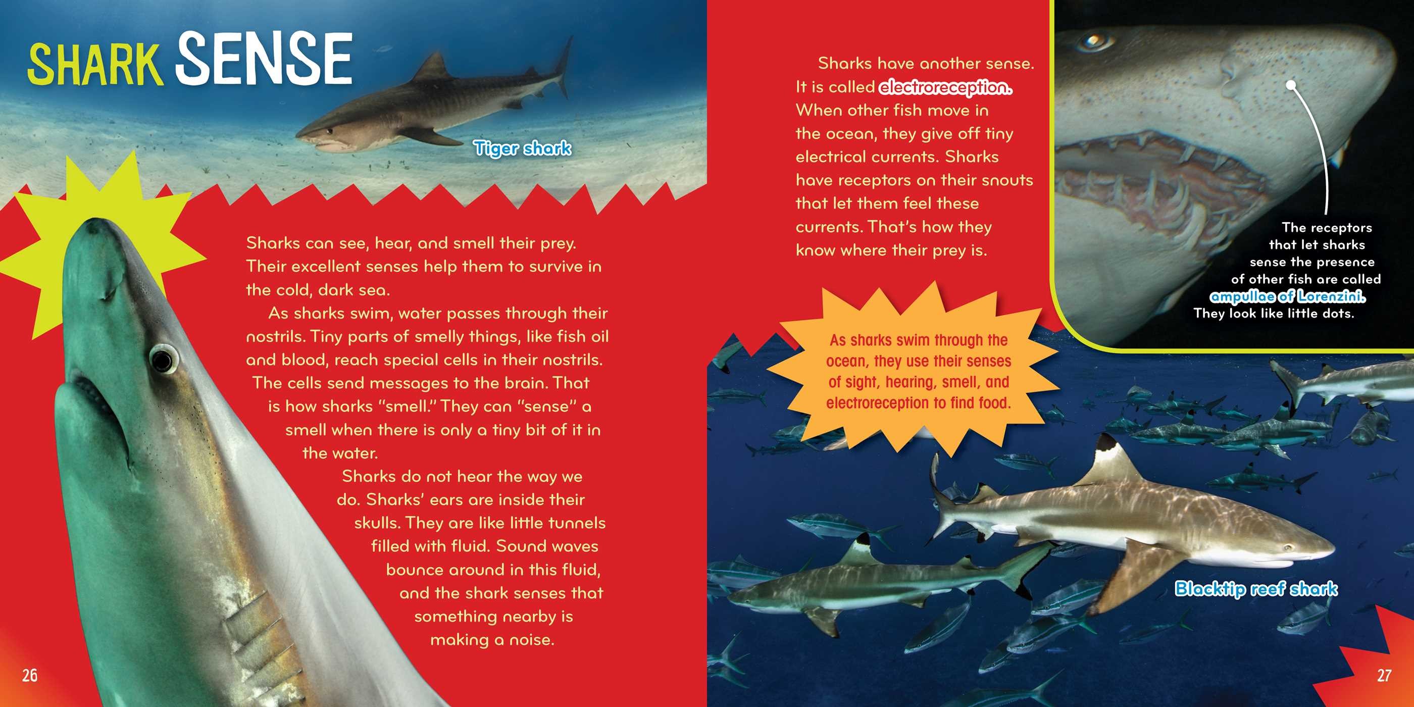 Shark-tastic!