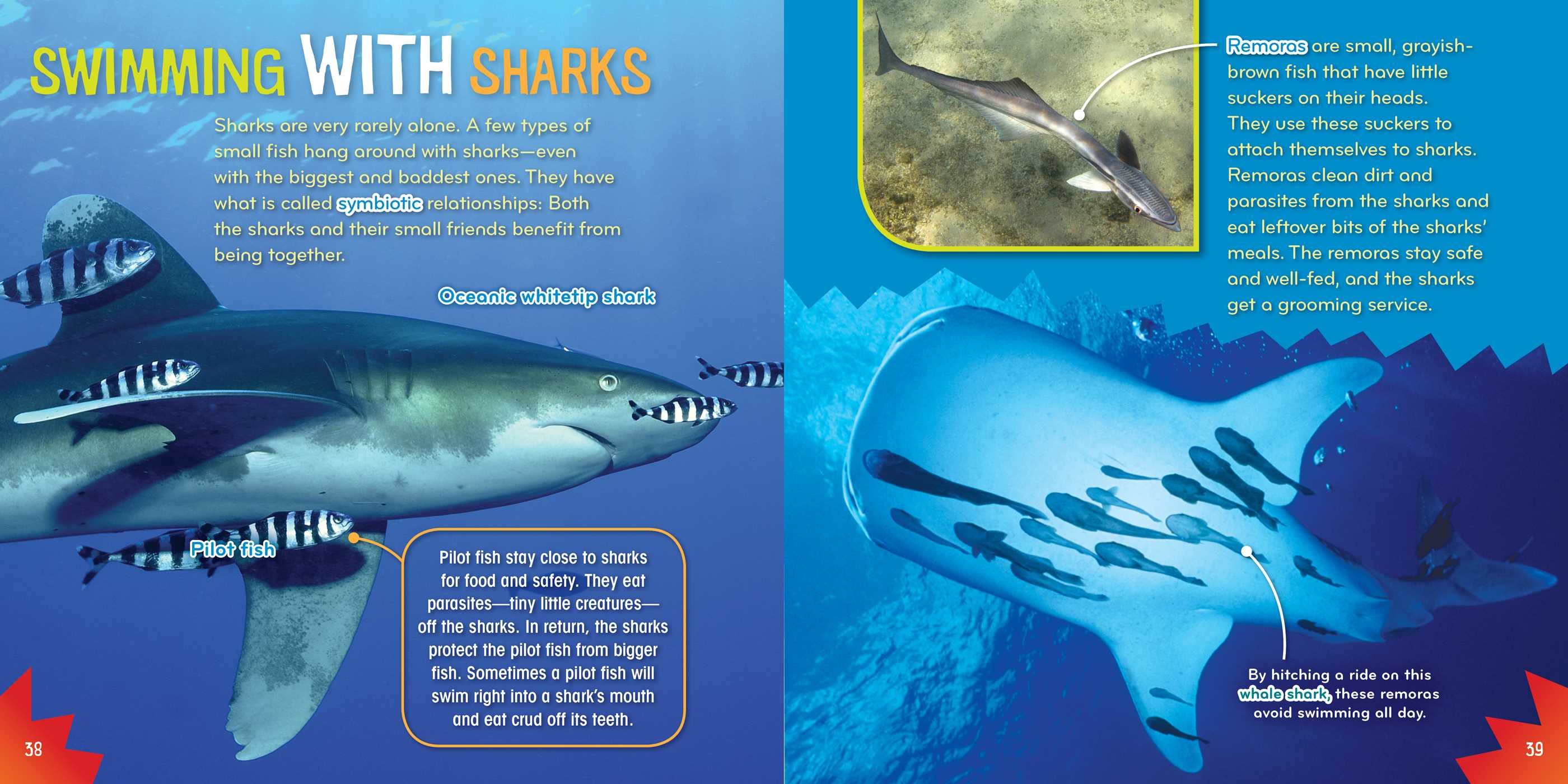 Shark-tastic!