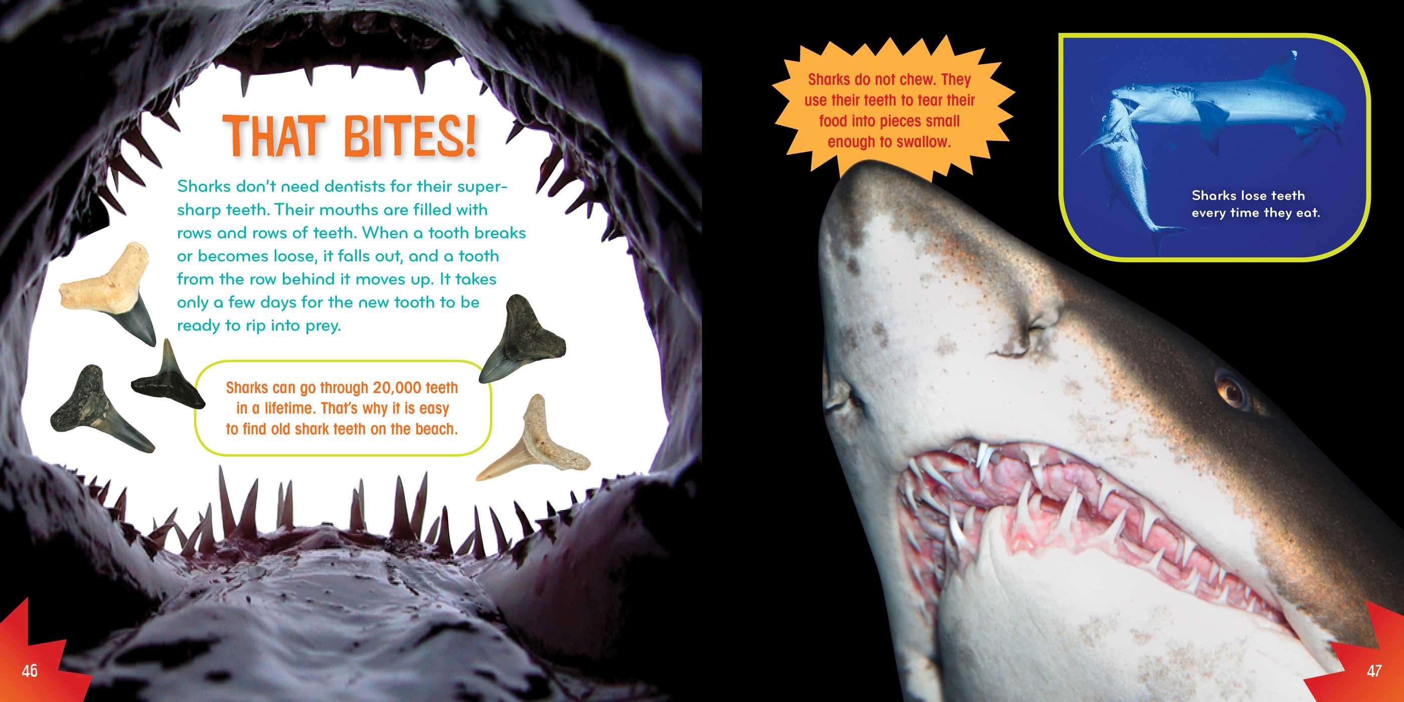 Shark-tastic!