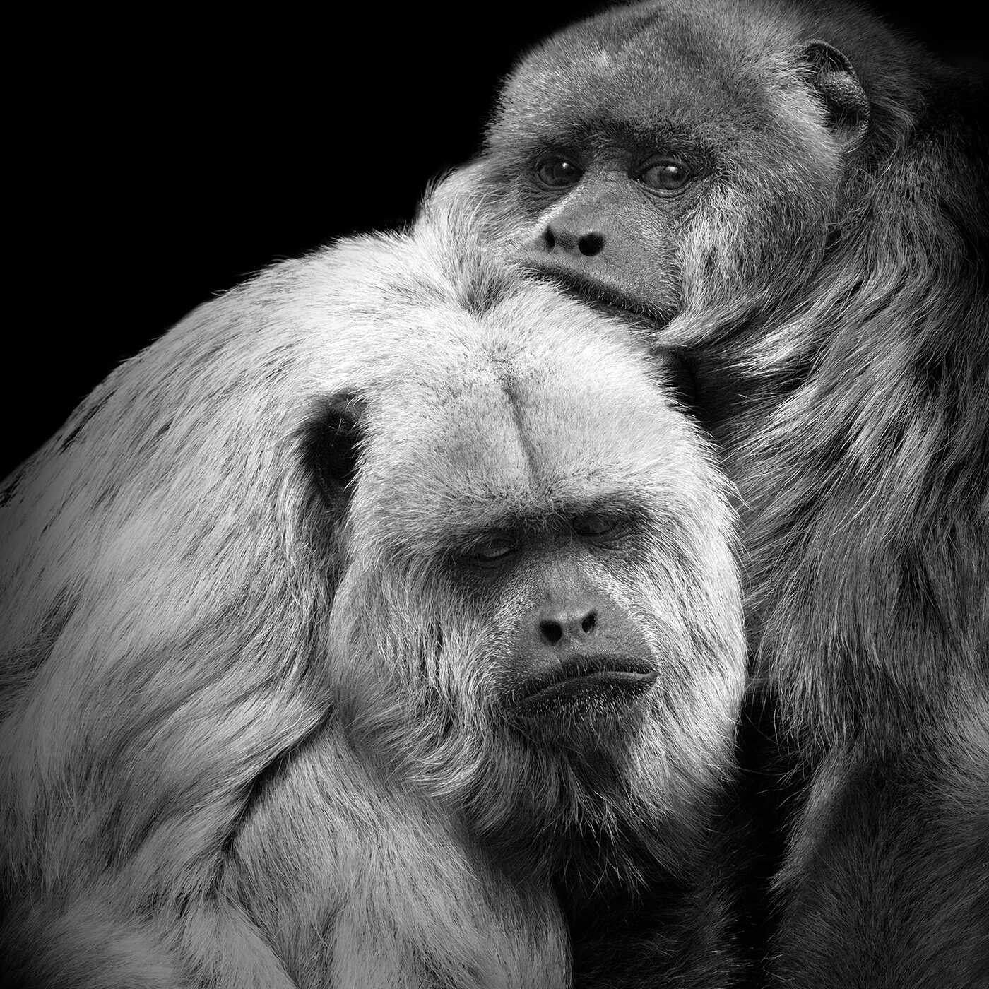 Primates