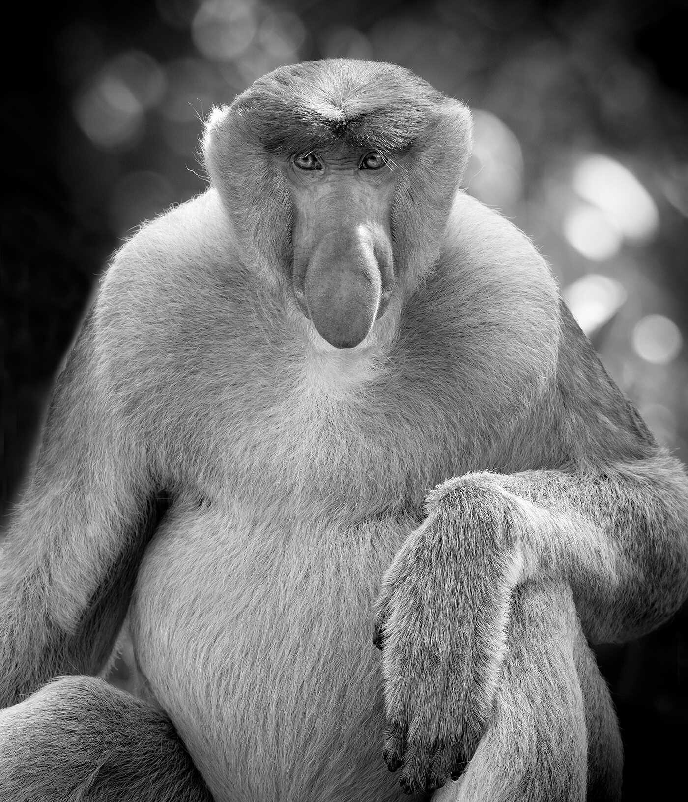 Primates