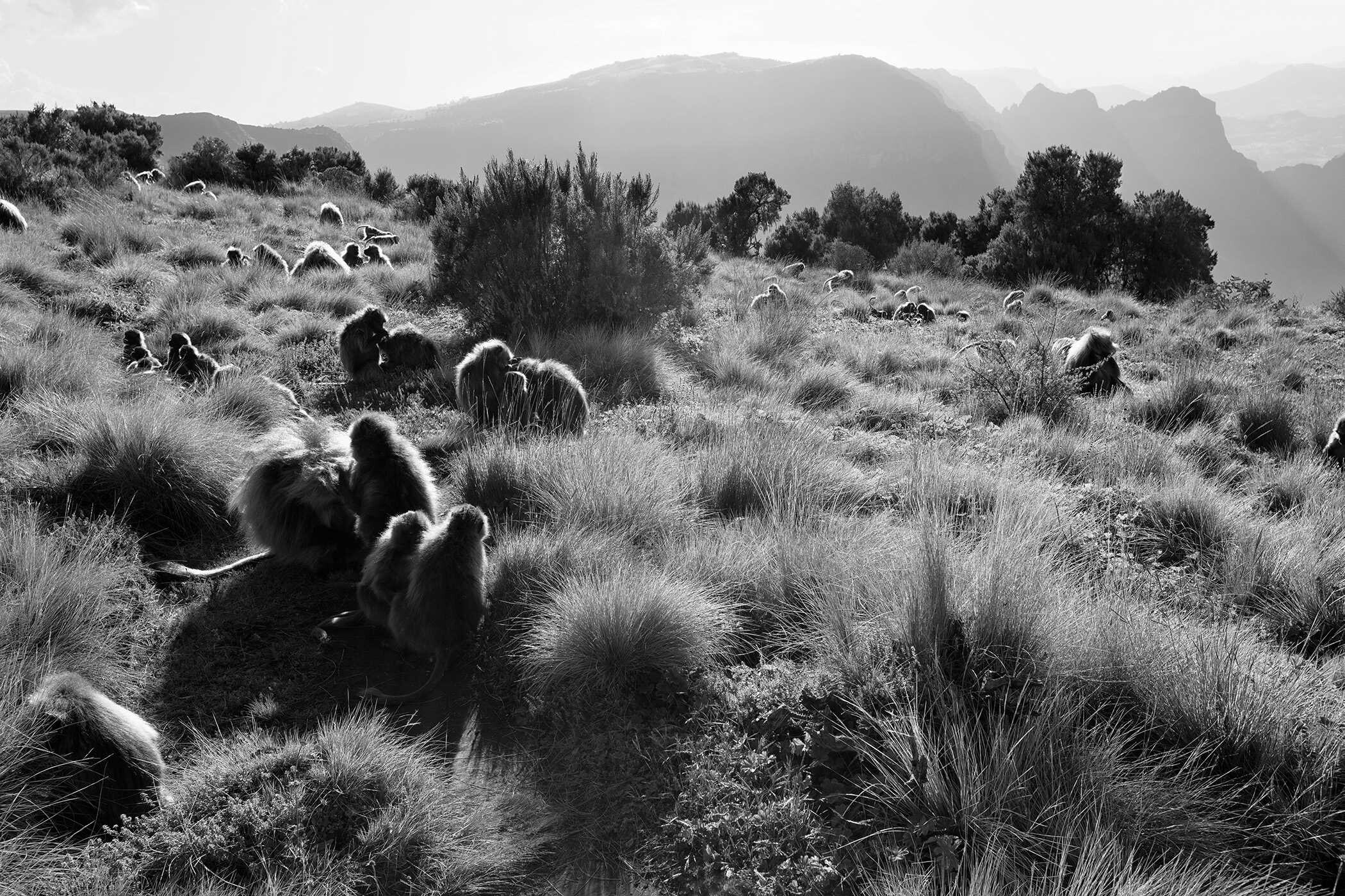 Primates