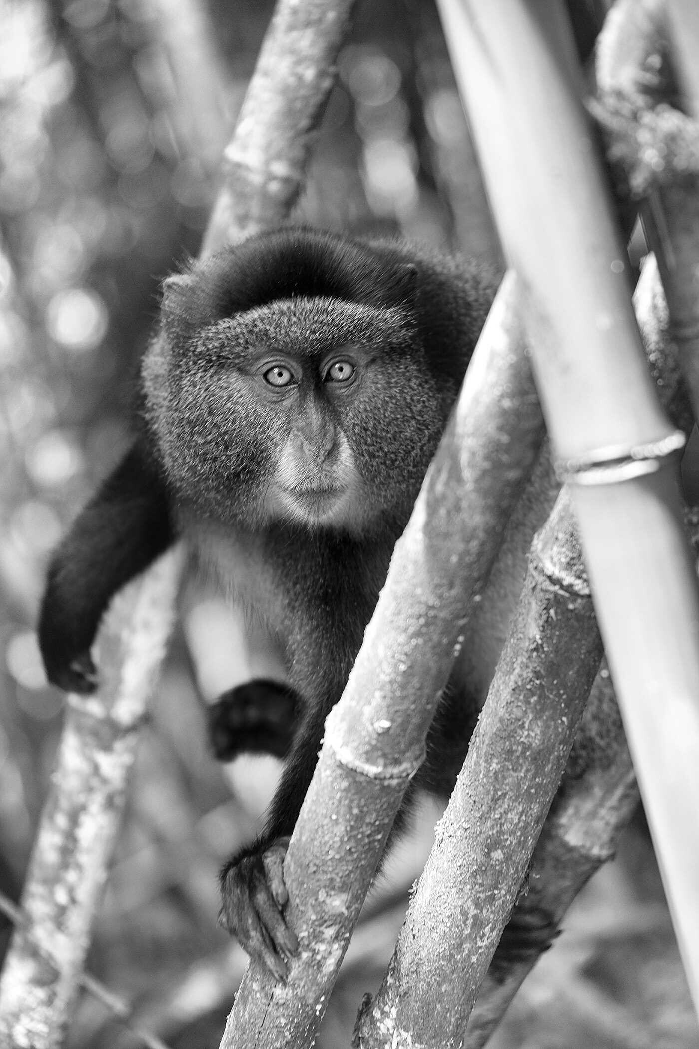 Primates