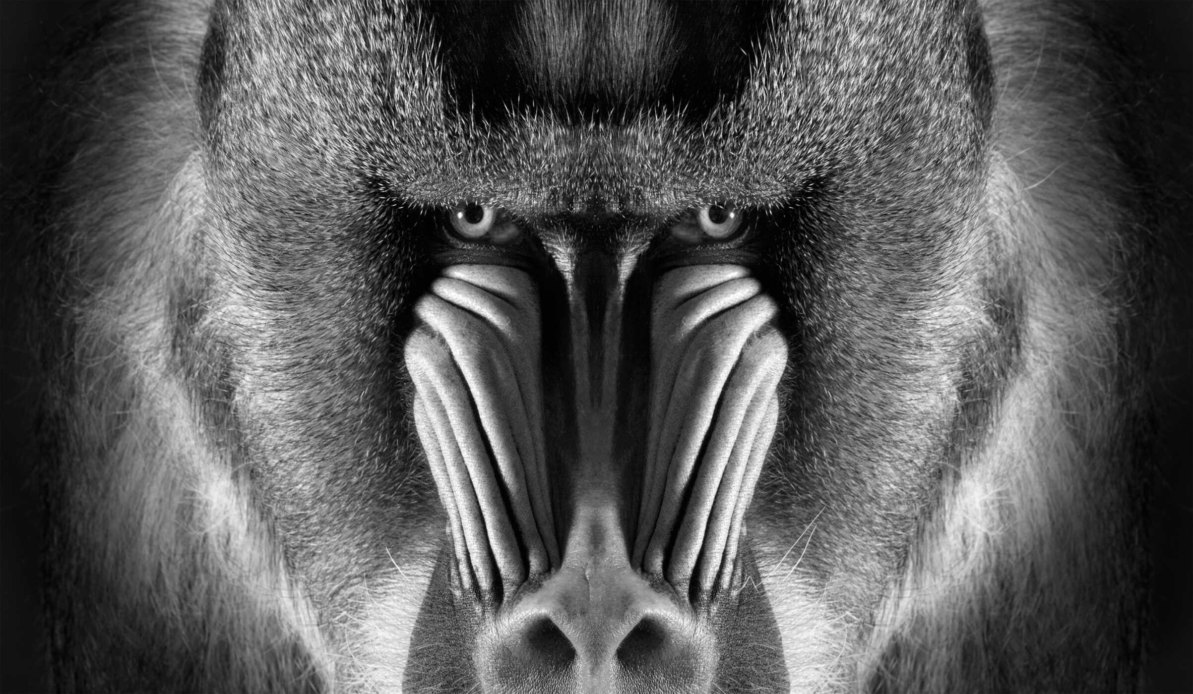 Primates