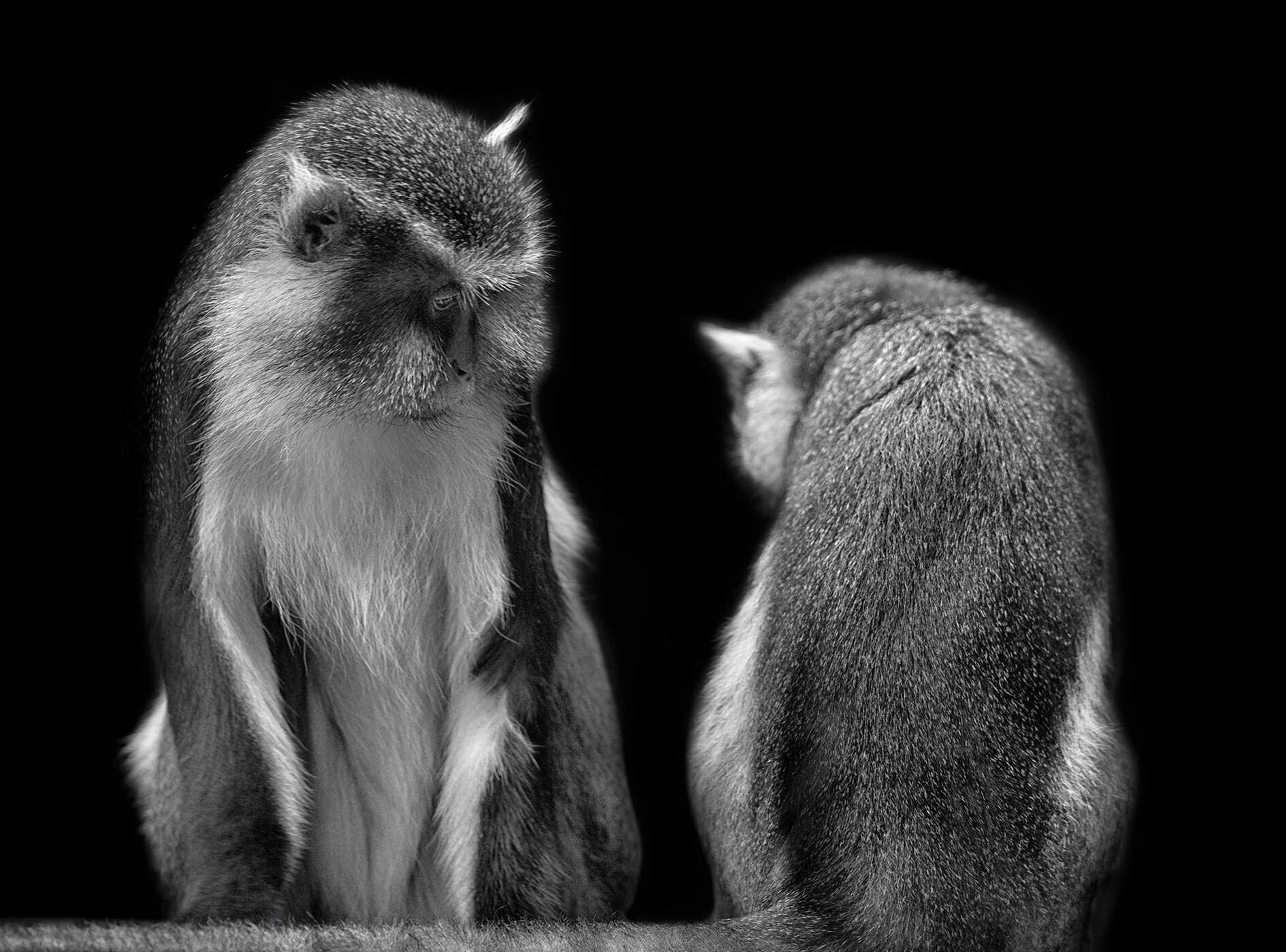 Primates