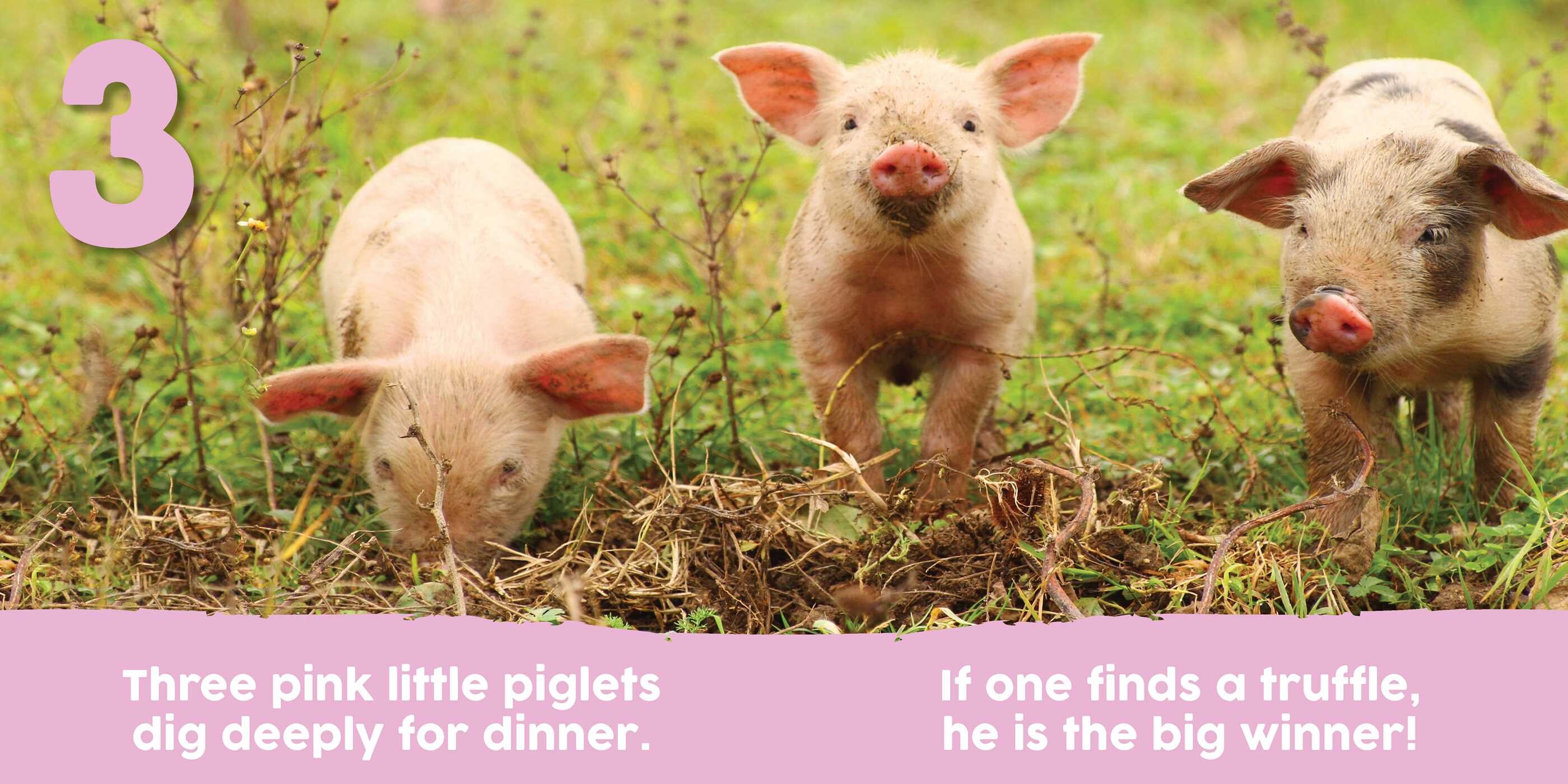 Baby Animals First 123 Book Book by Alexandra Claire Official