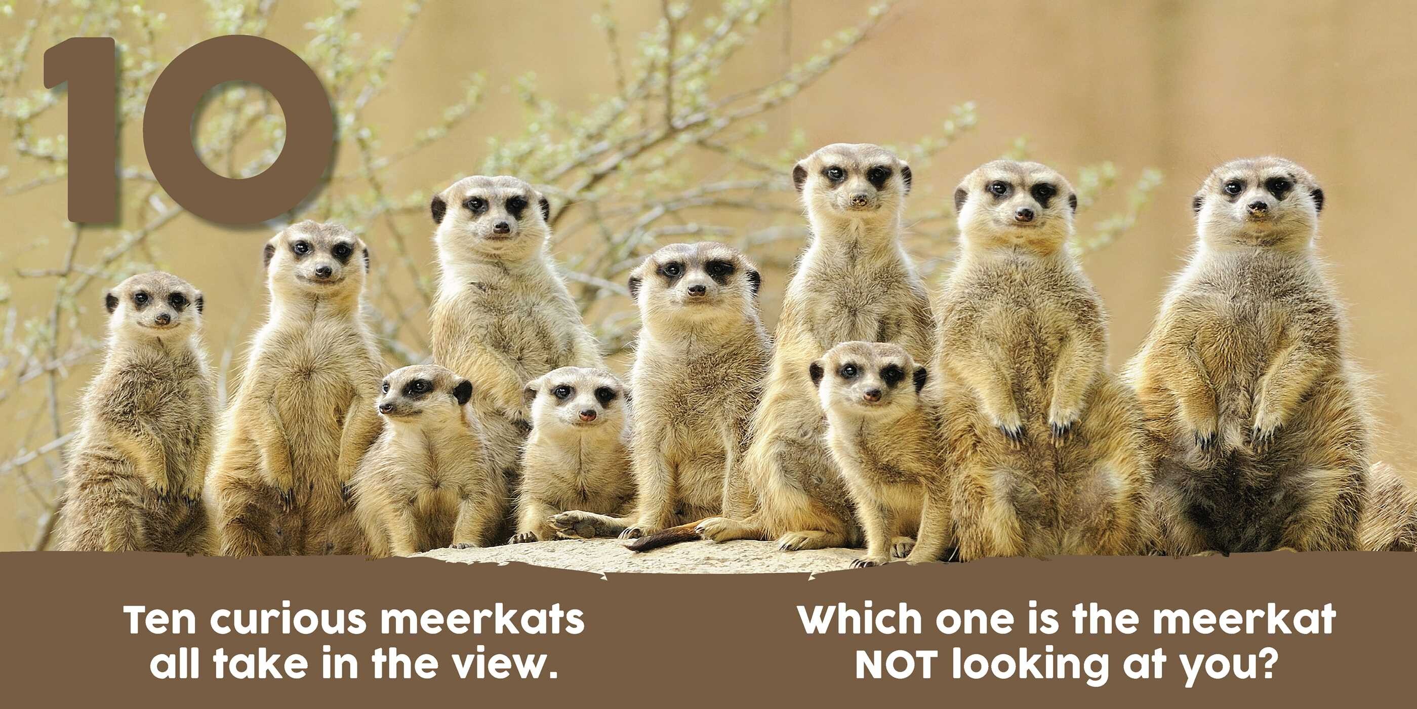 Baby Animals First 123 Book Book by Alexandra Claire Official