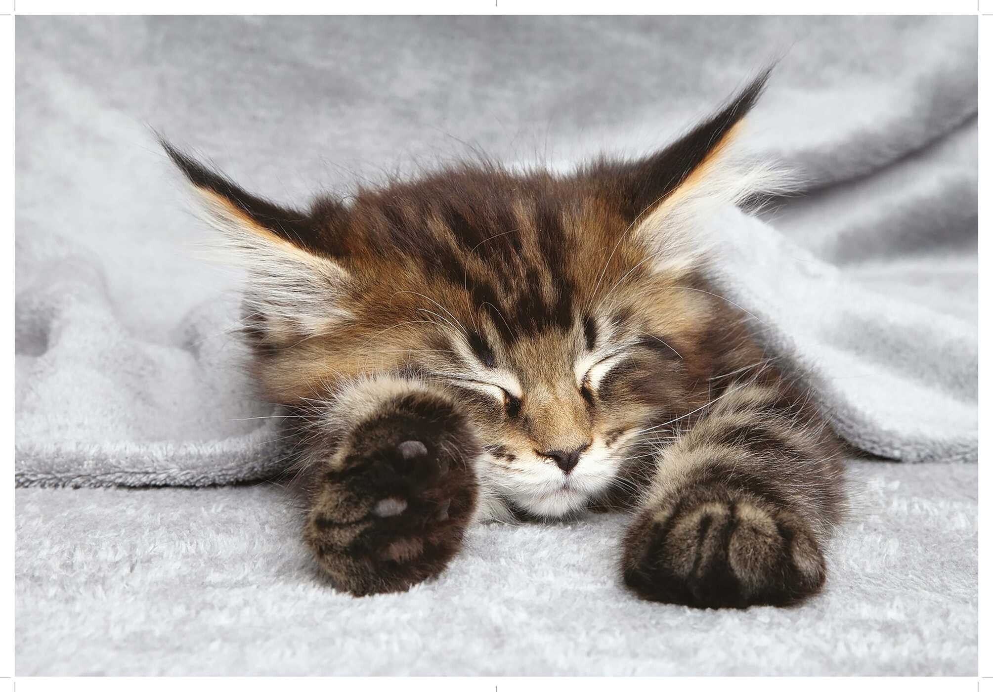Love Cats