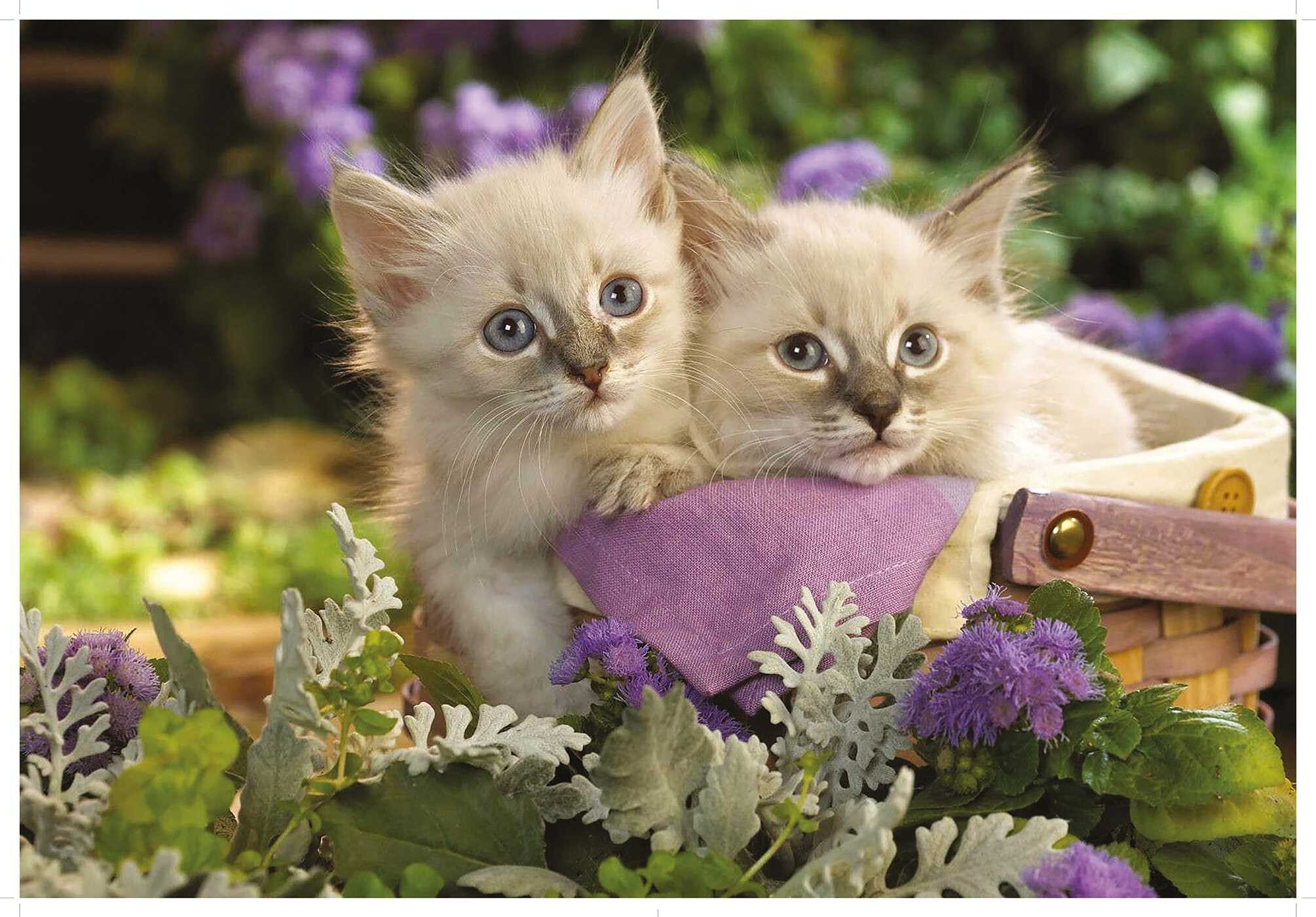 Love Cats