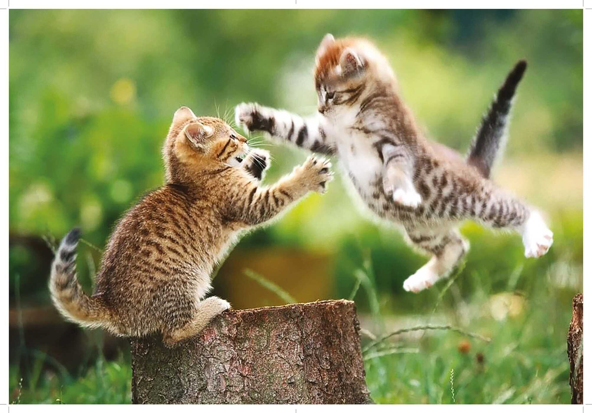Love Cats