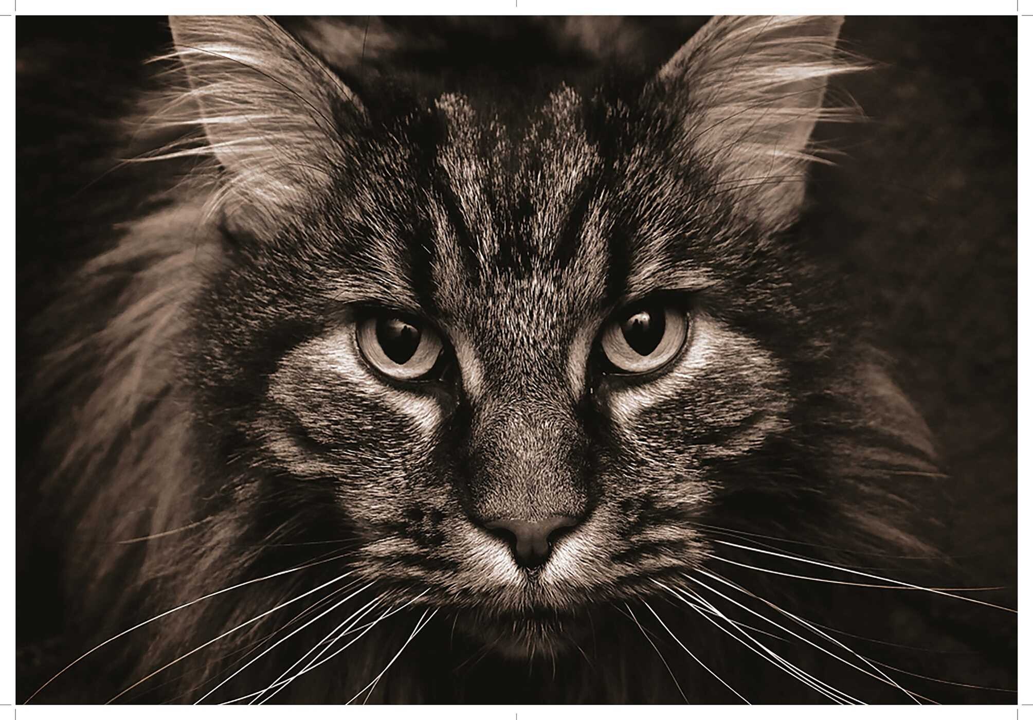 Love Cats