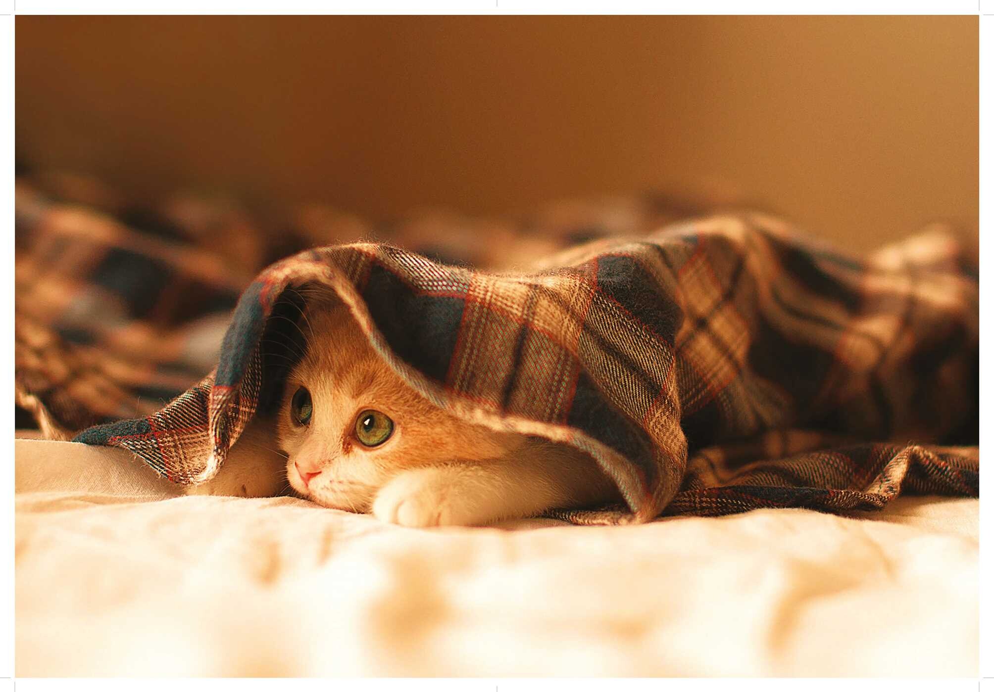 Love Cats