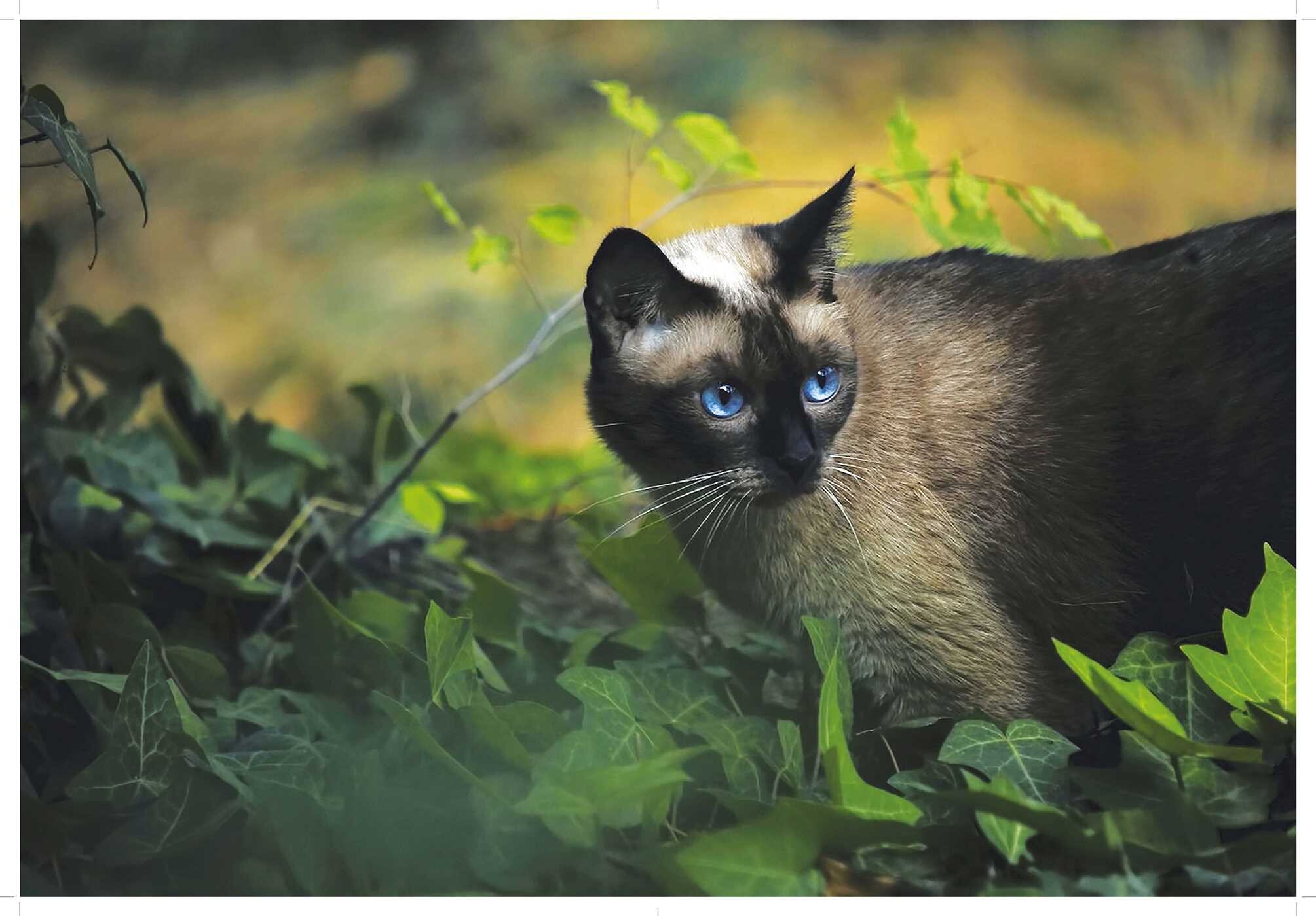 Love Cats