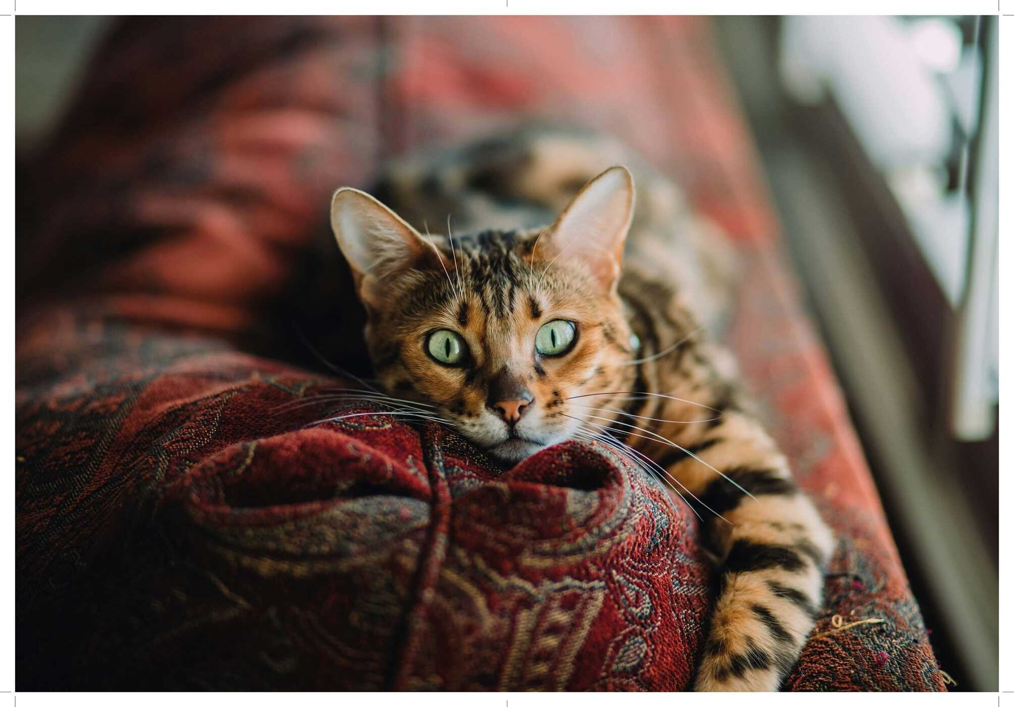 Love Cats