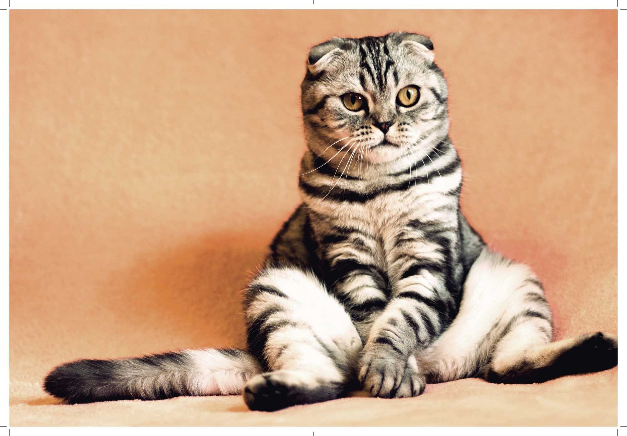 Love Cats