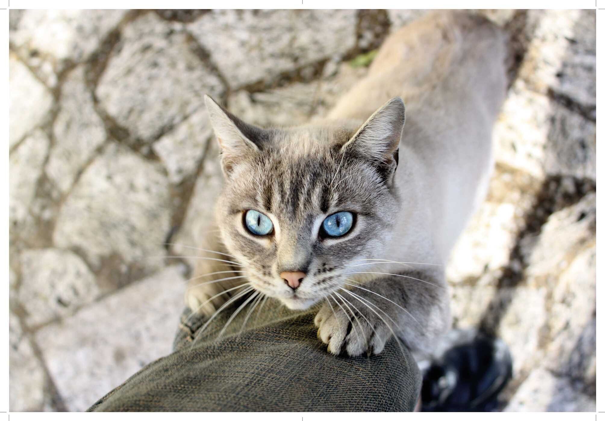 Love Cats