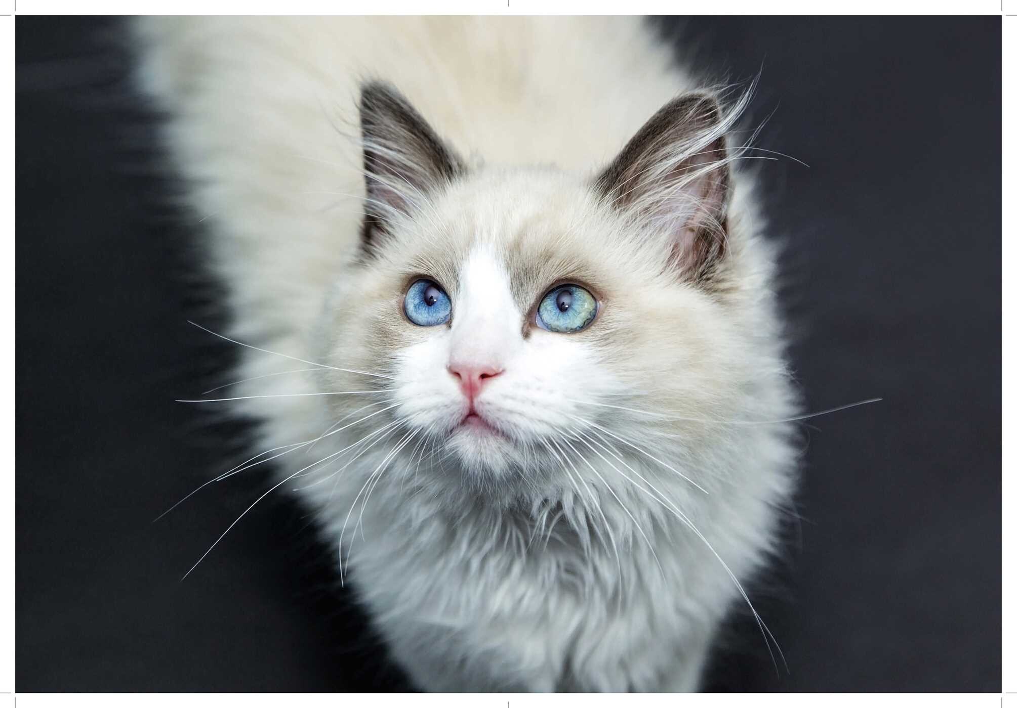 Love Cats