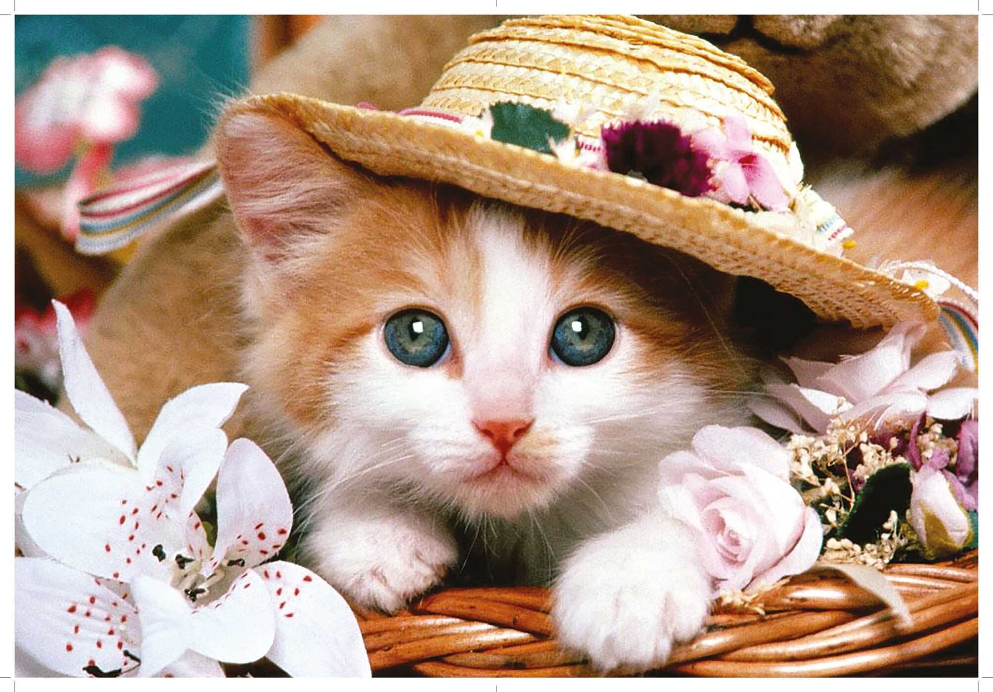 Love Cats