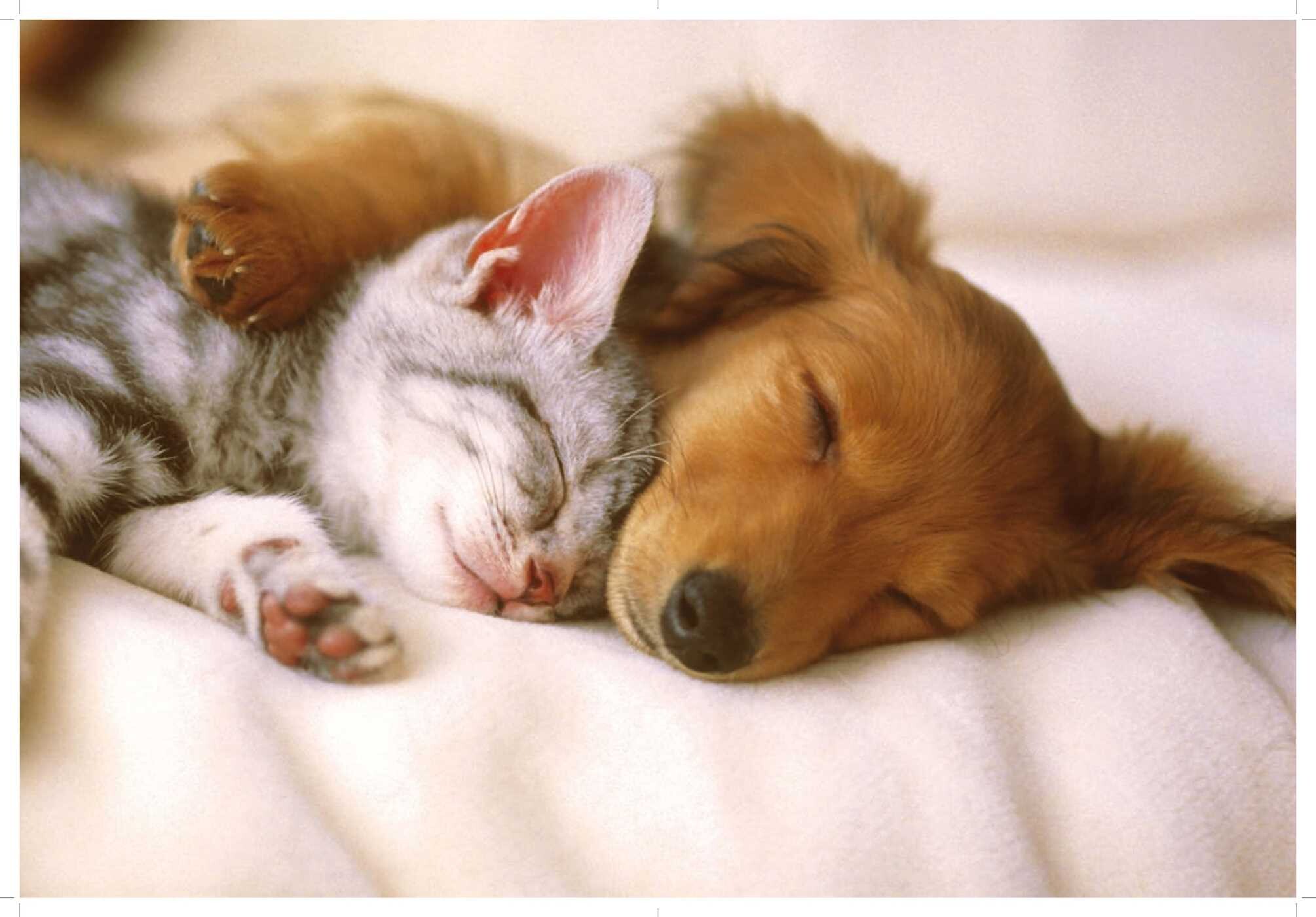 Love Cats