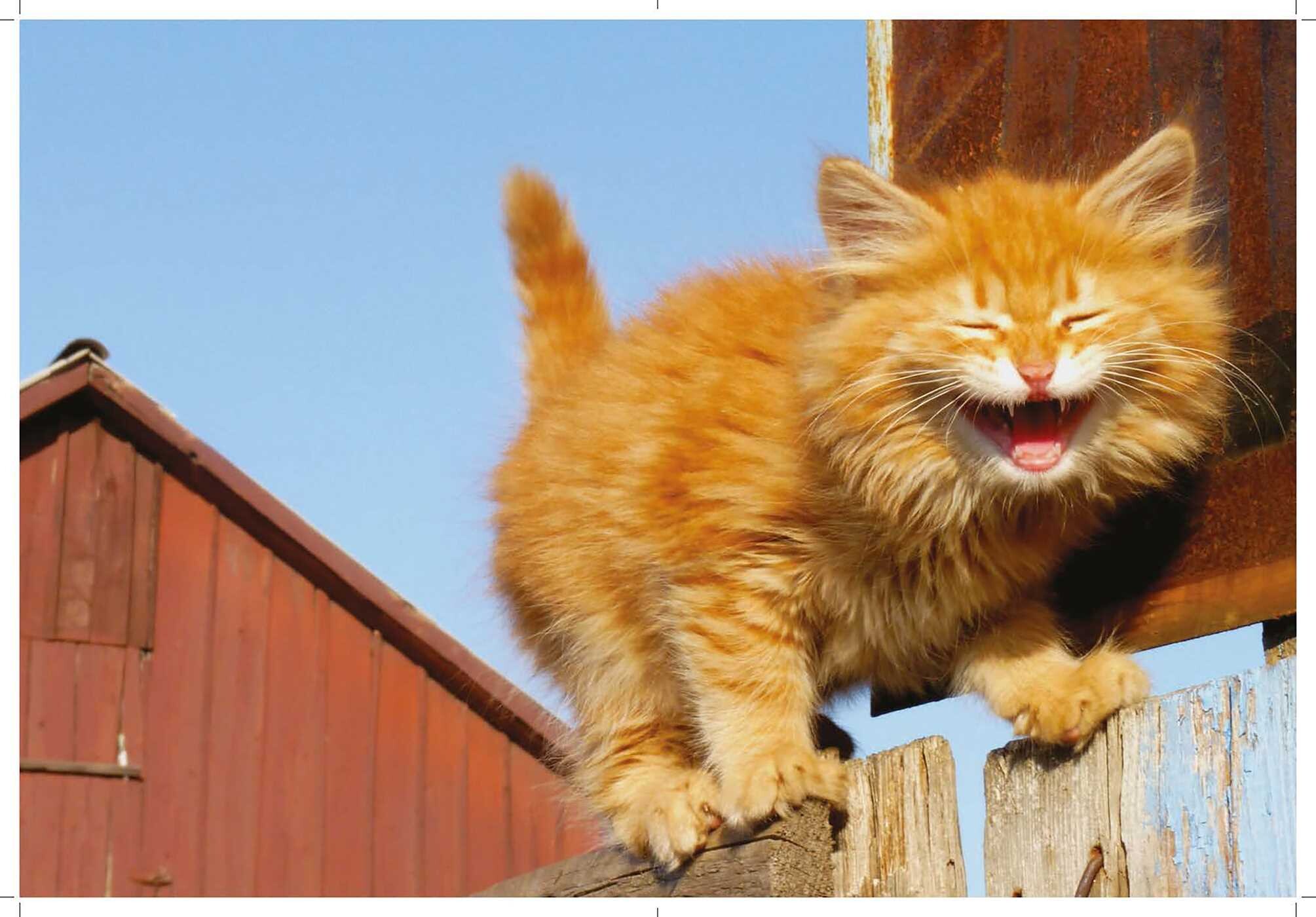 Love Cats