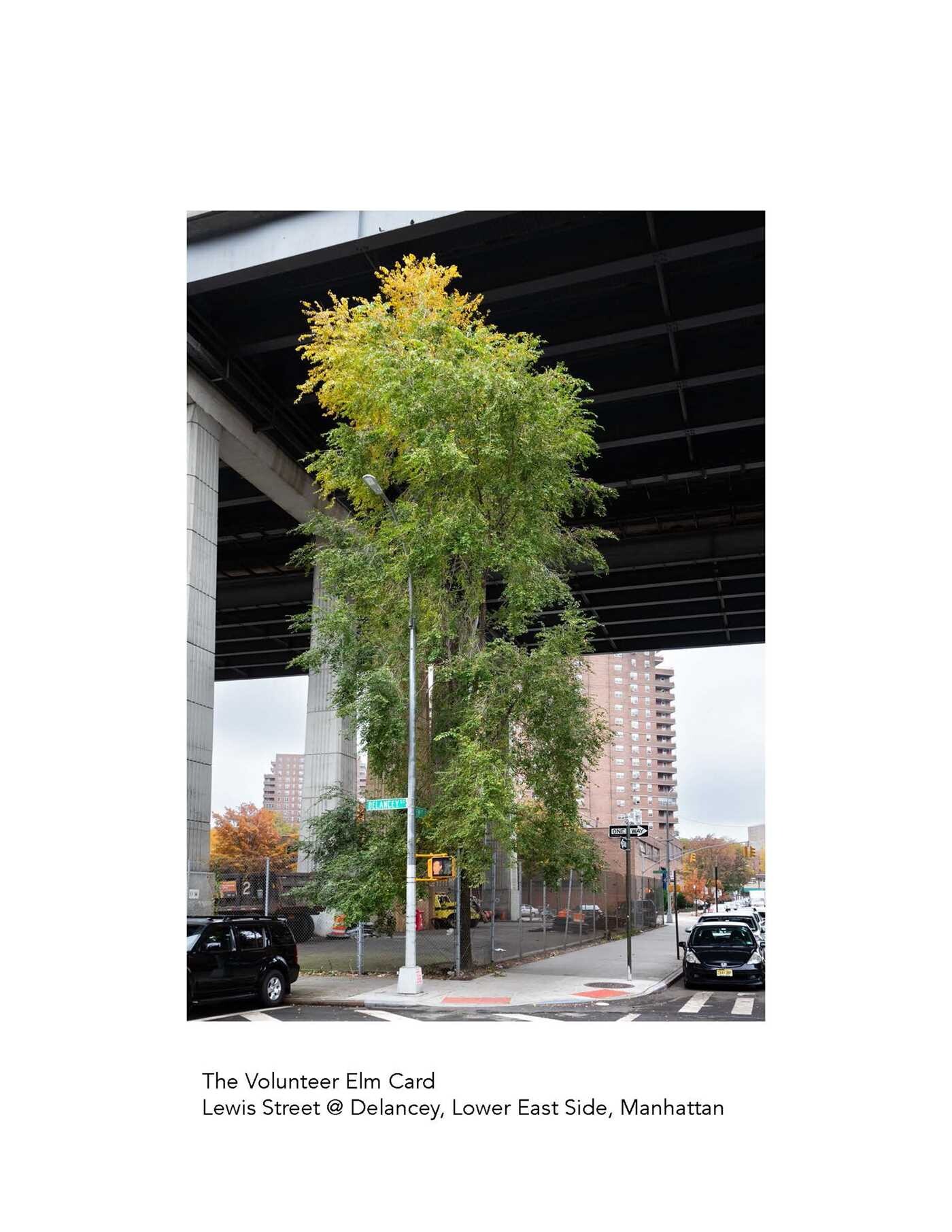 New York City Street Tree Tarot
