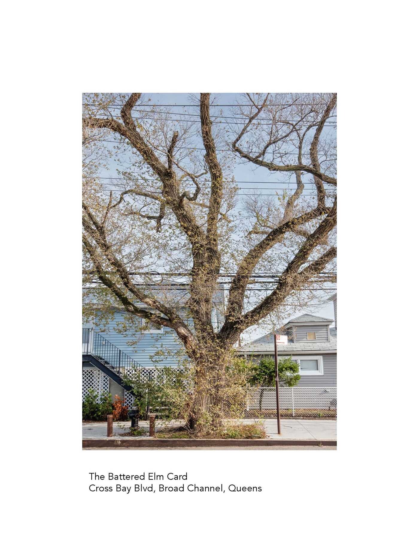 New York City Street Tree Tarot