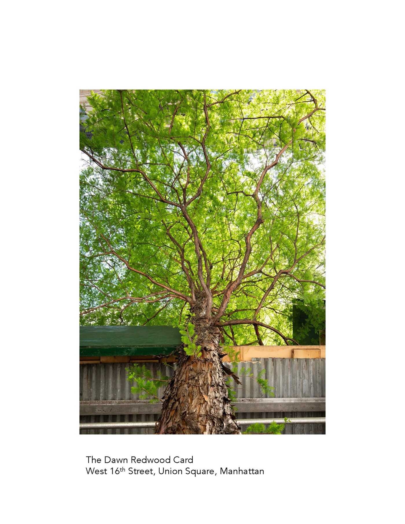 New York City Street Tree Tarot