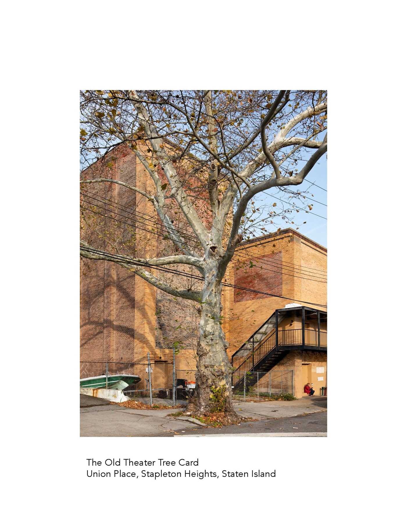 New York City Street Tree Tarot