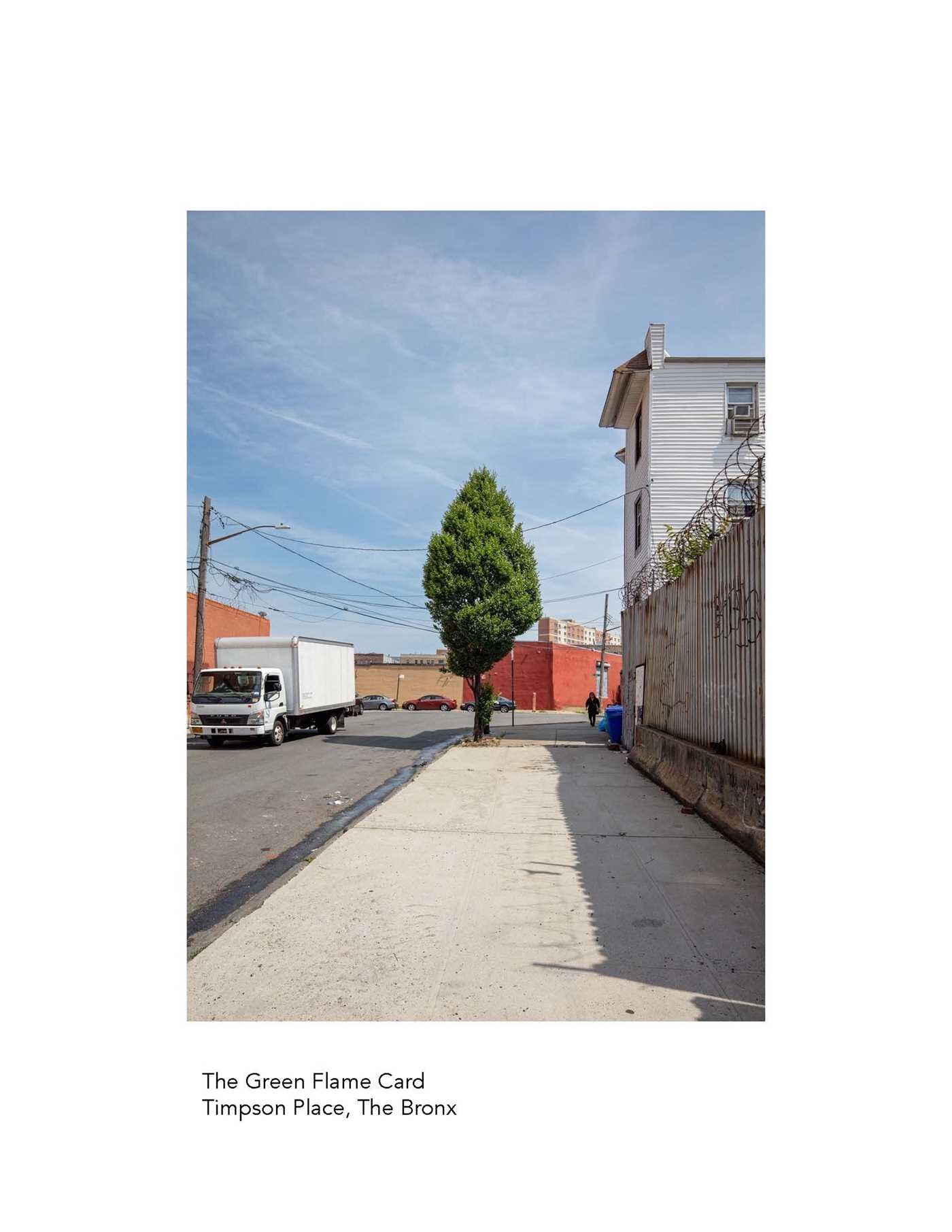 New York City Street Tree Tarot