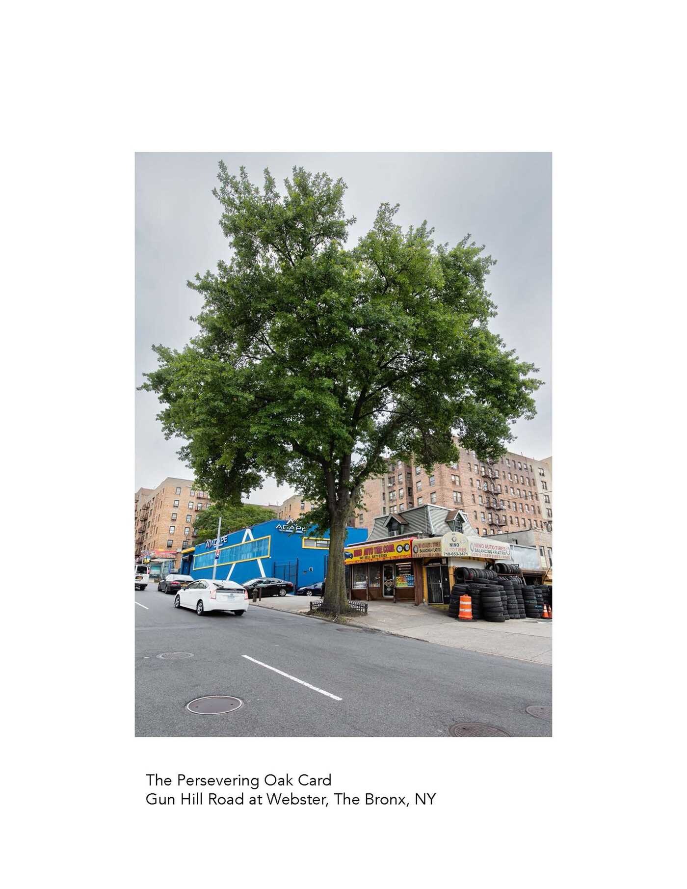 New York City Street Tree Tarot