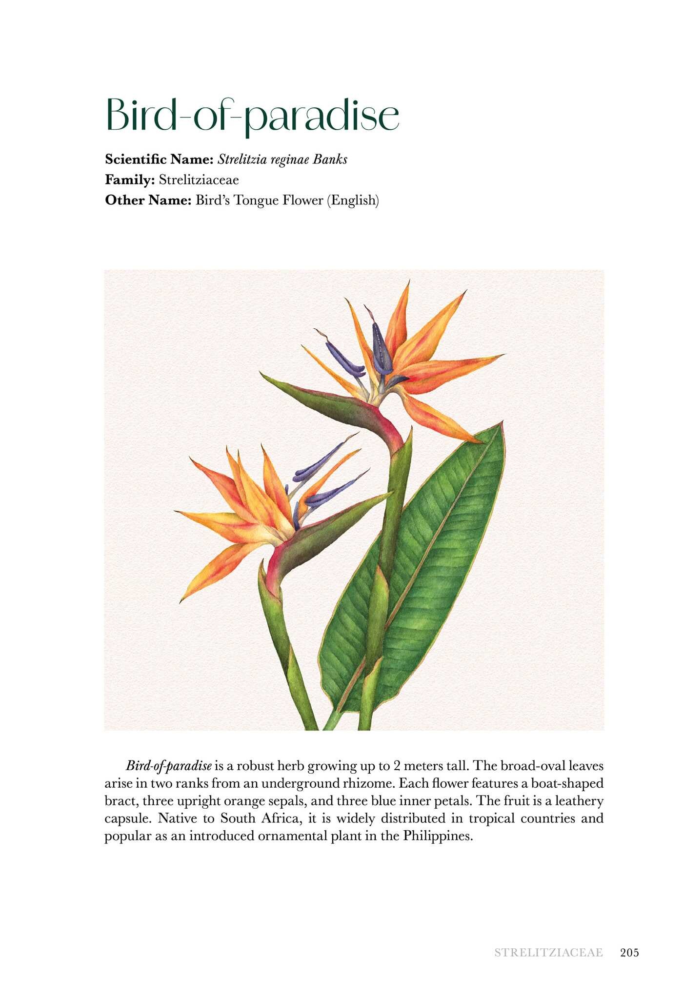 Flowers of the Philippines