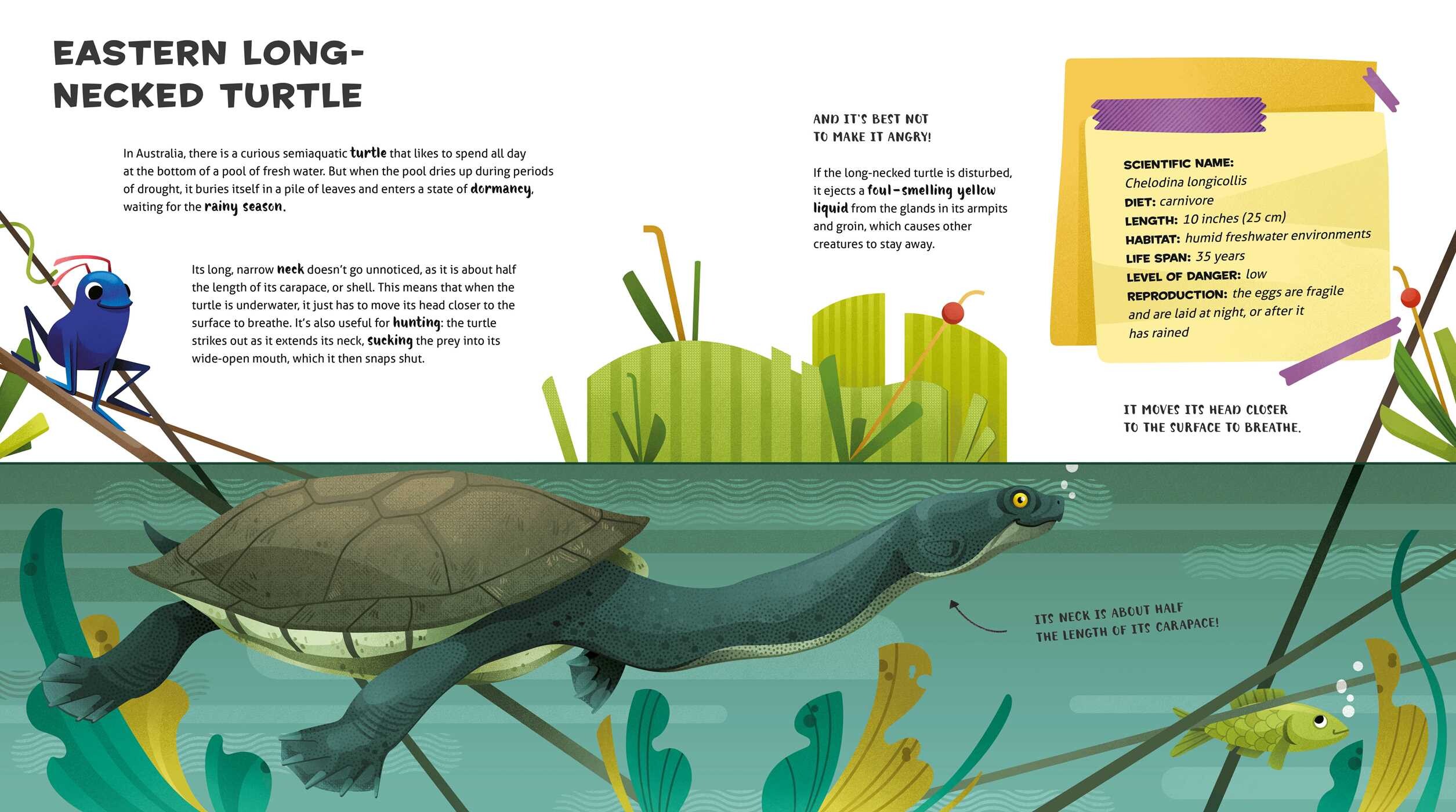 Amazing Catalog of Weirdest Reptiles