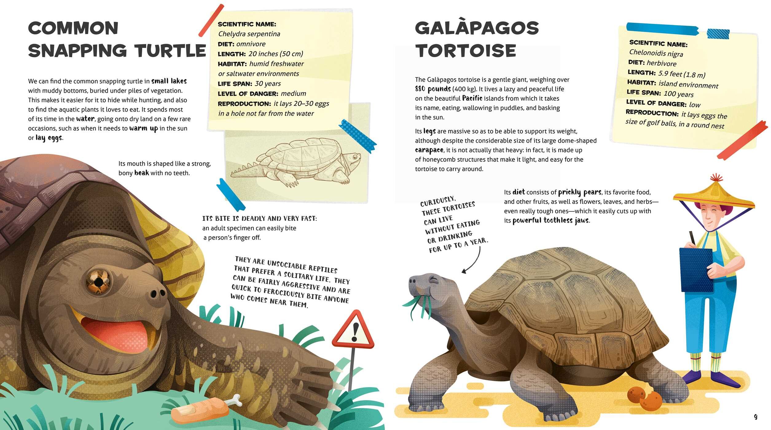 Amazing Catalog of Weirdest Reptiles