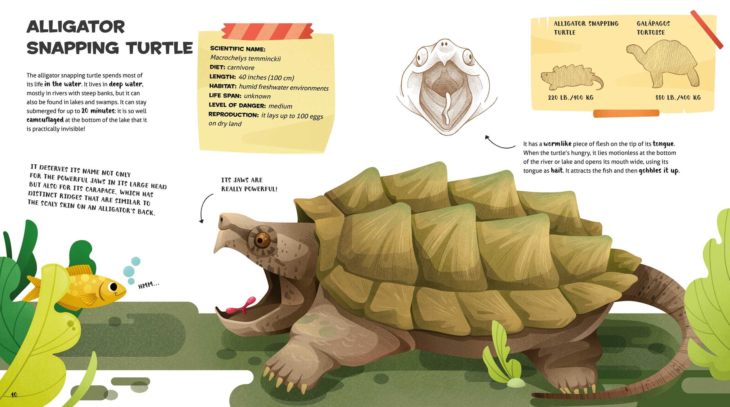Amazing Catalog of Weirdest Reptiles