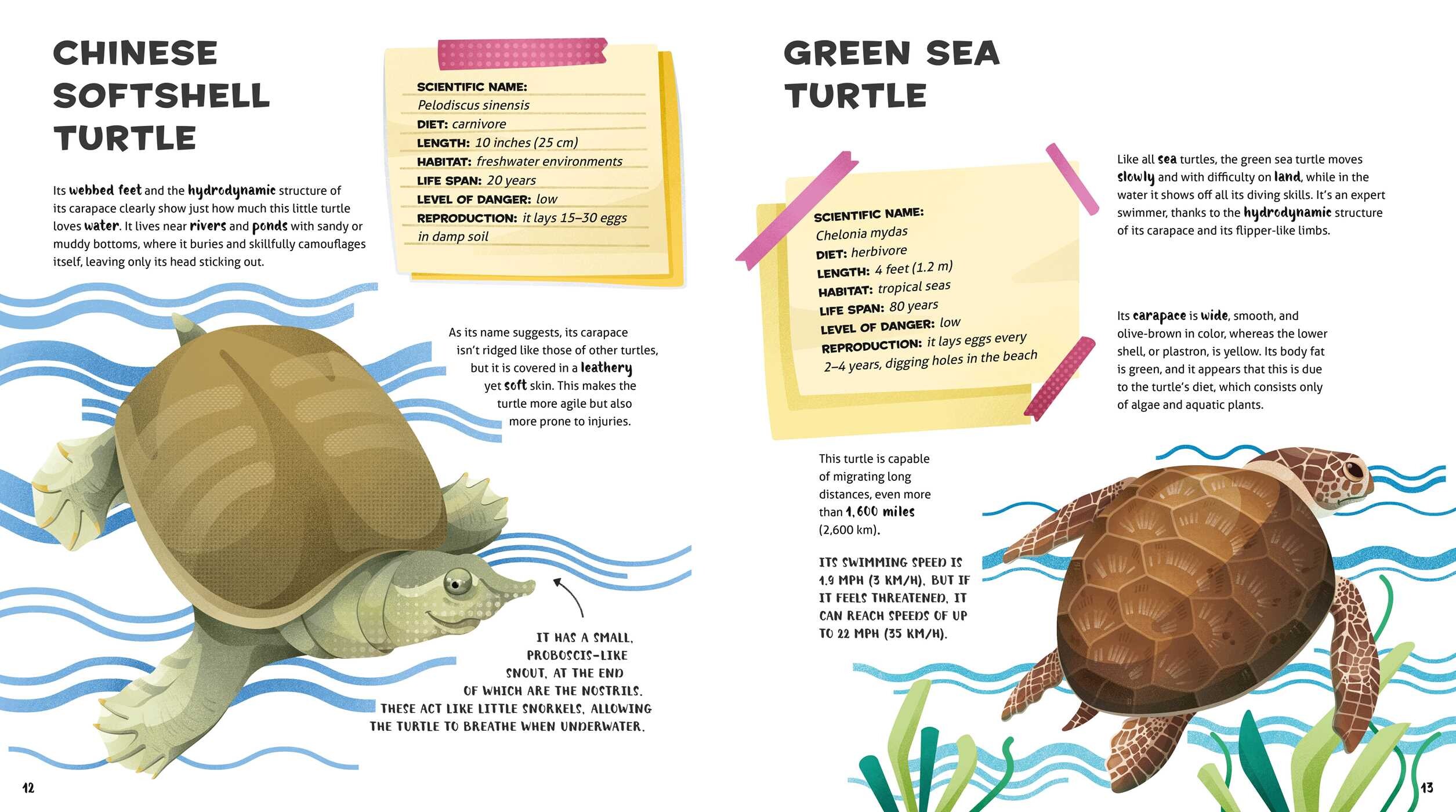 Amazing Catalog of Weirdest Reptiles