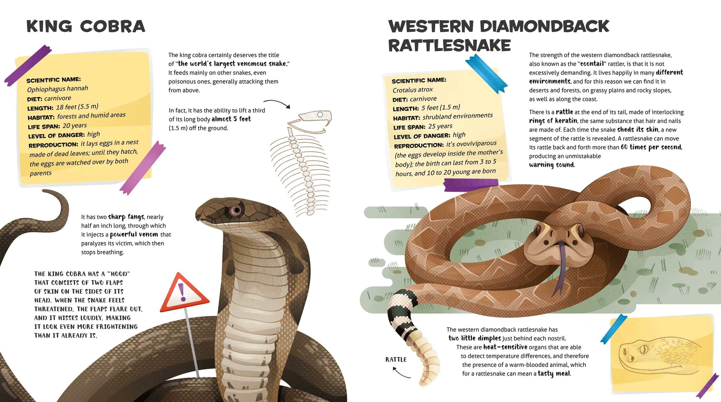 Amazing Catalog of Weirdest Reptiles