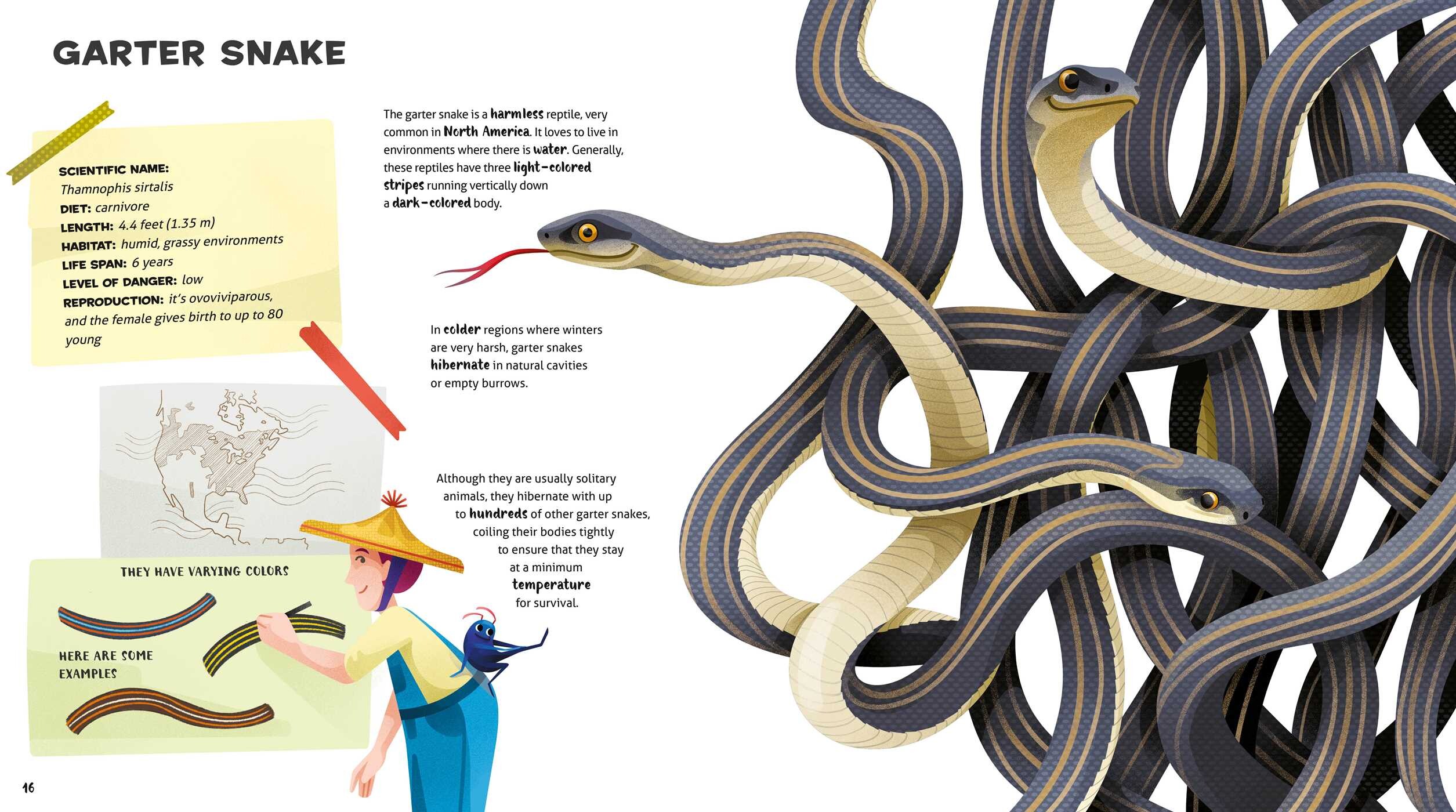 Amazing Catalog of Weirdest Reptiles