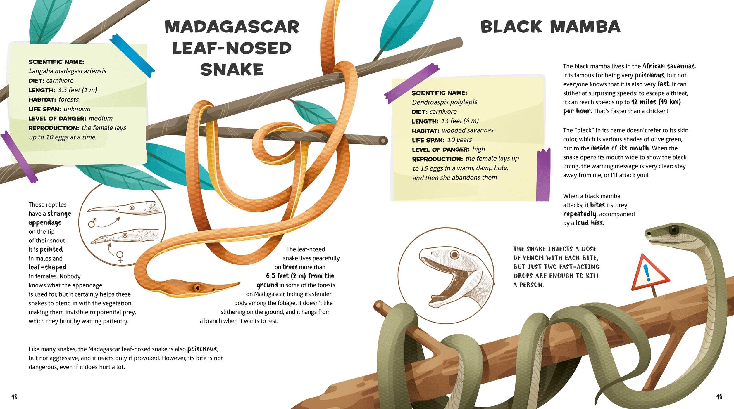 Amazing Catalog of Weirdest Reptiles