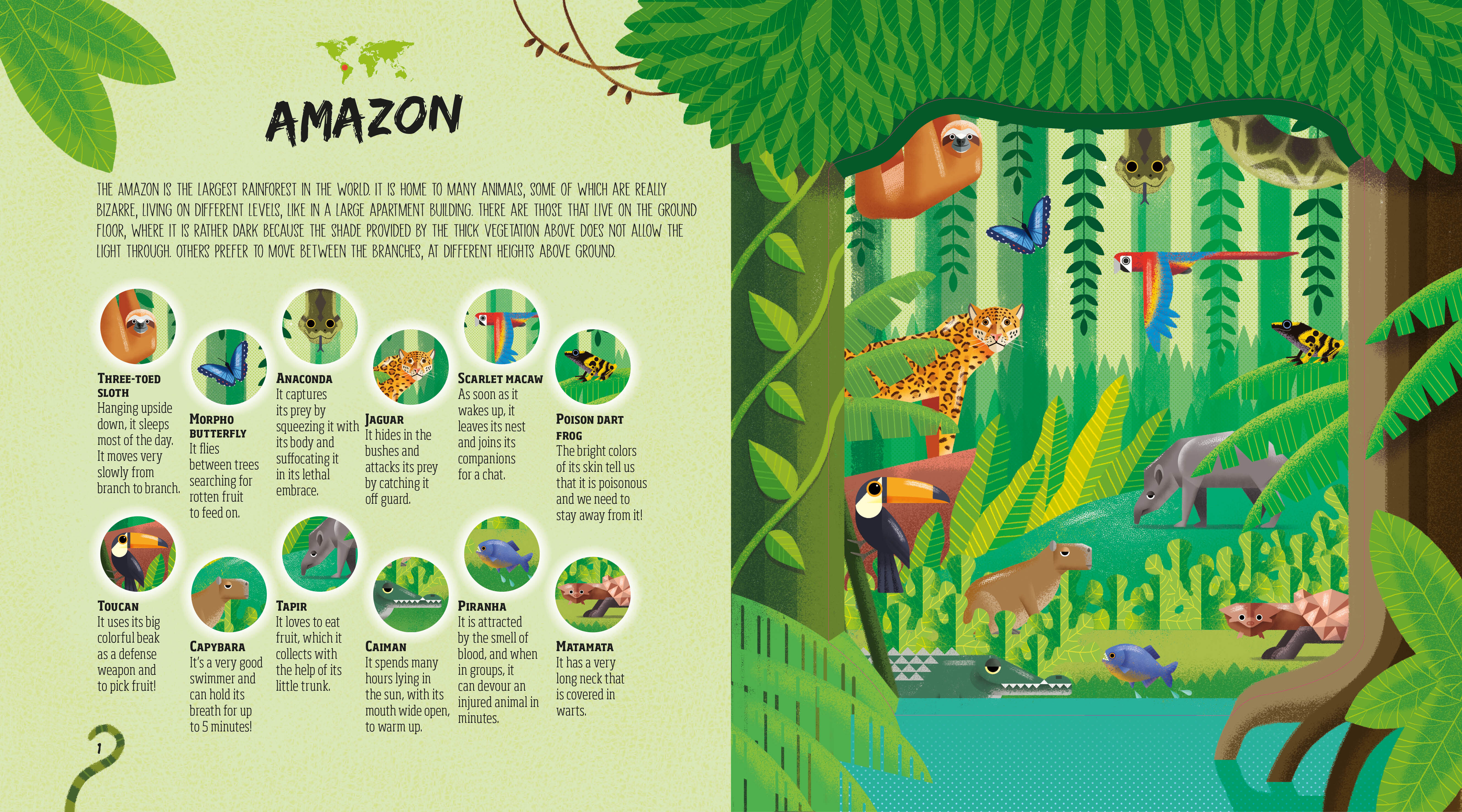 Hidden Jungle