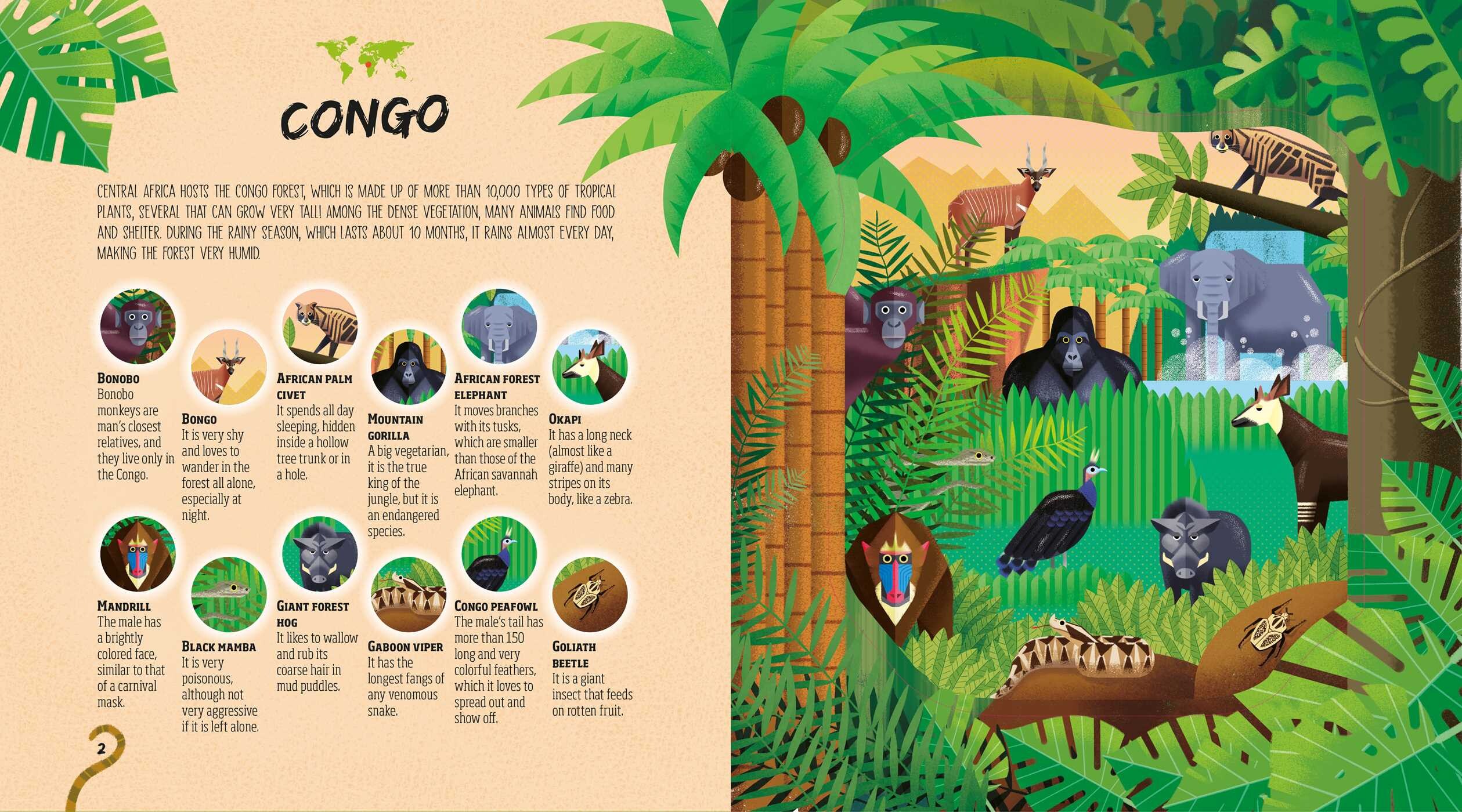 Hidden Jungle