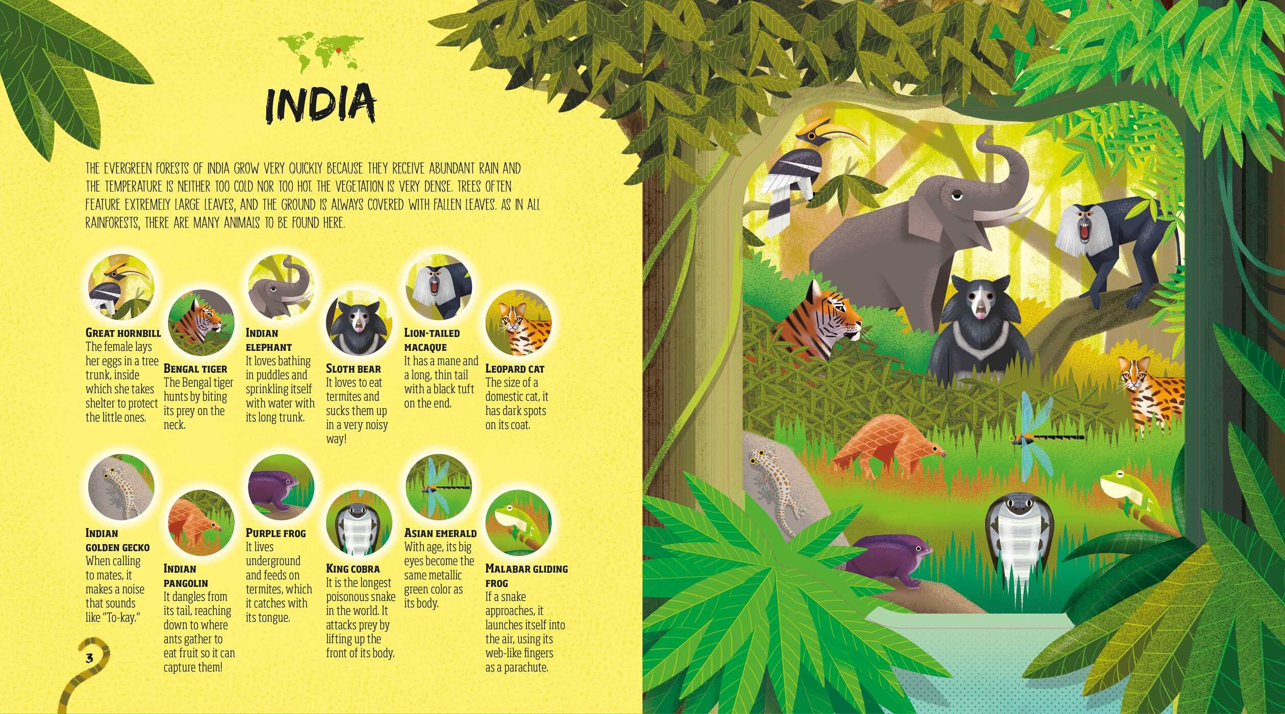 Hidden Jungle