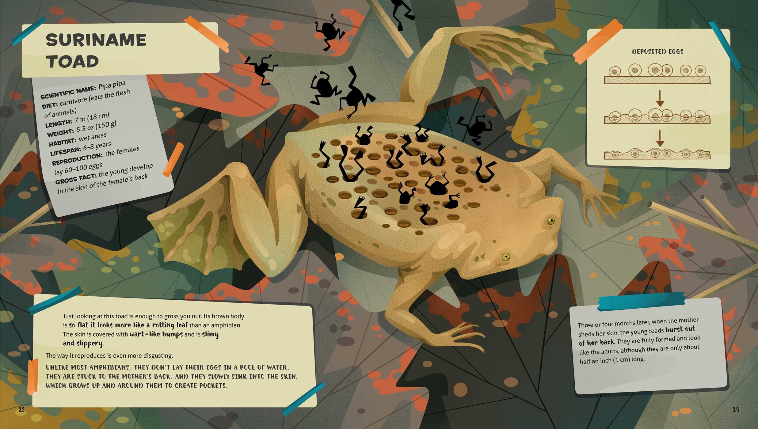 Weird and Wonderful Gross Animals