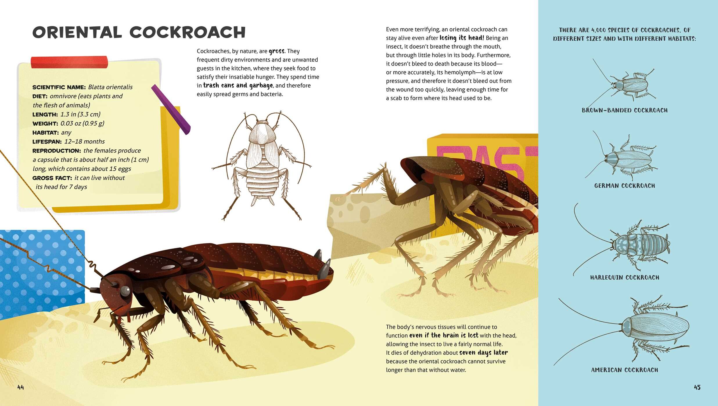 Weird and Wonderful Gross Animals