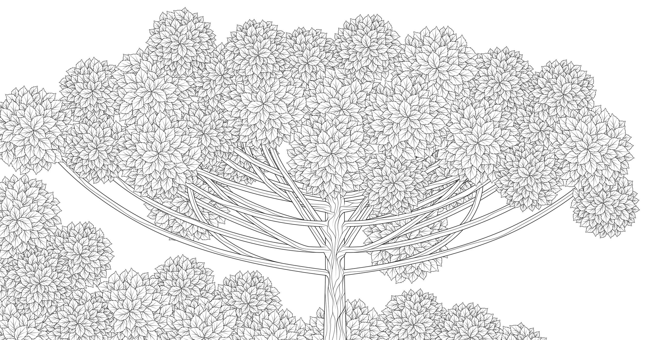 Splendor of Trees Coloring Book