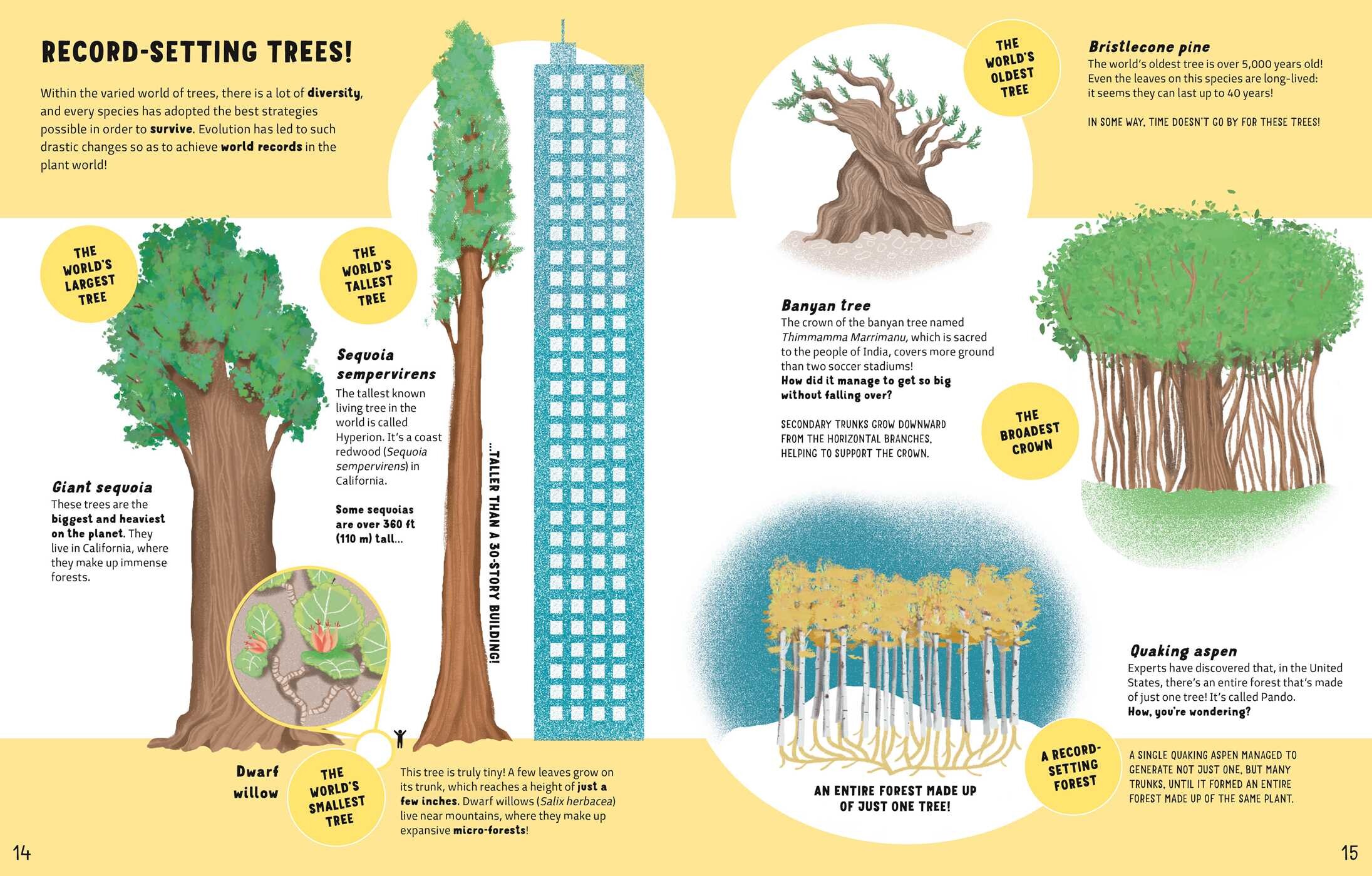 Secrets of Trees