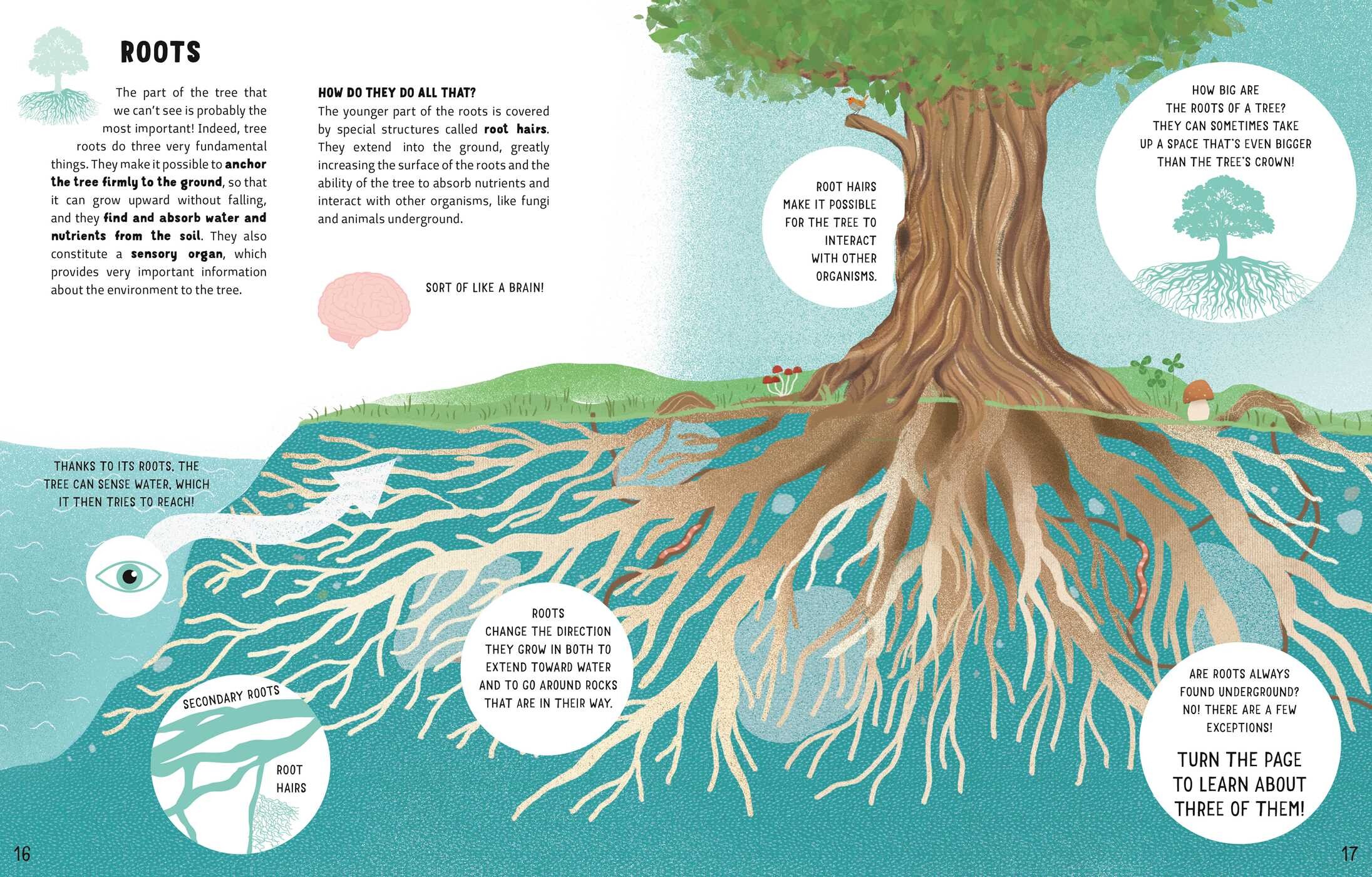 Secrets of Trees